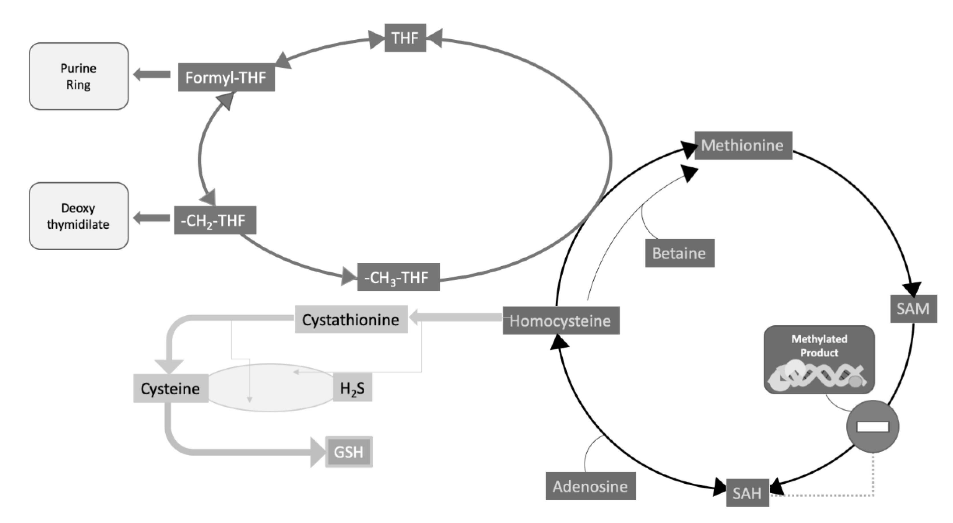 Genes 11 00811 g002 Genes 11 00811 g002