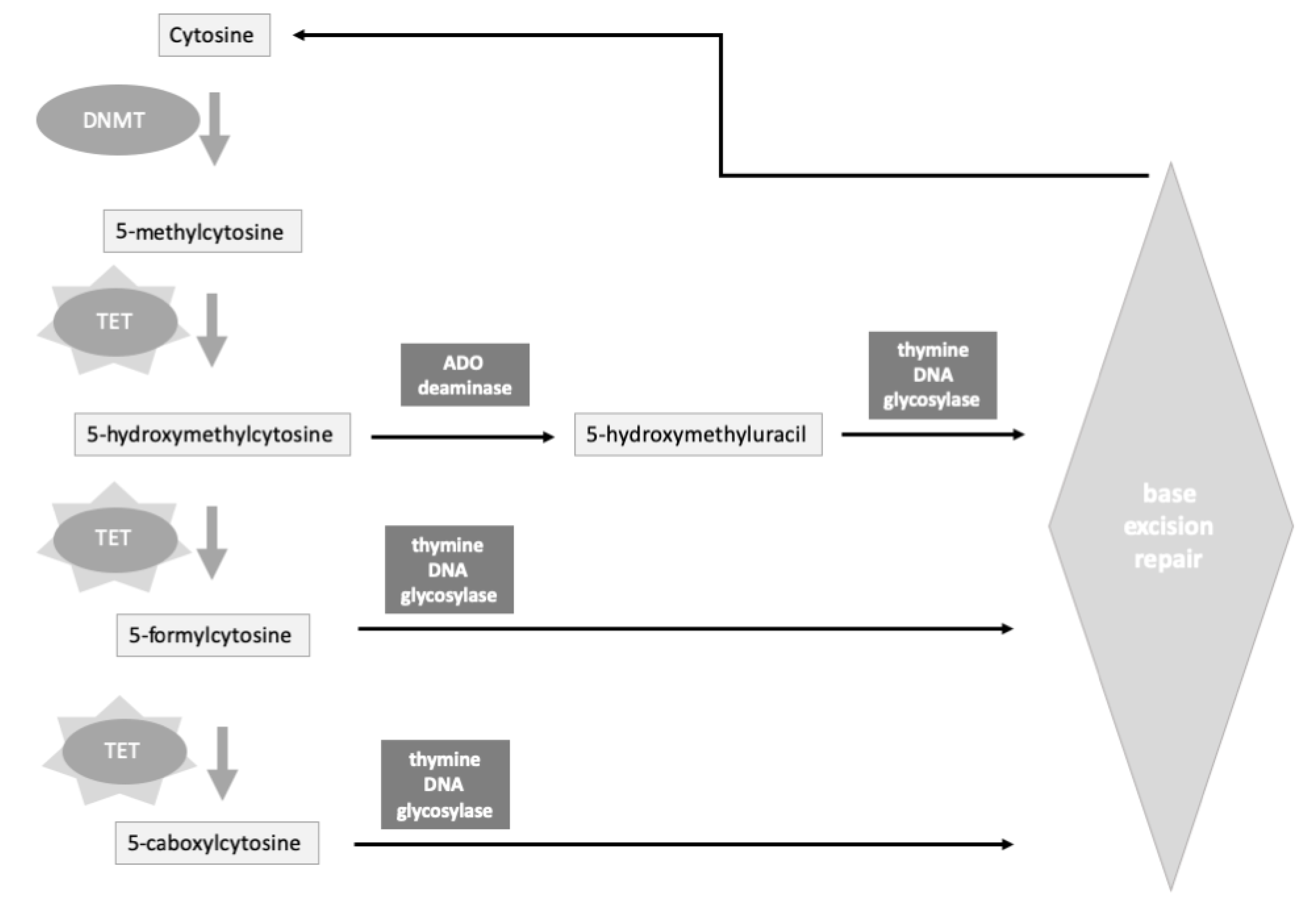 Genes 11 00811 g004 Genes 11 00811 g004
