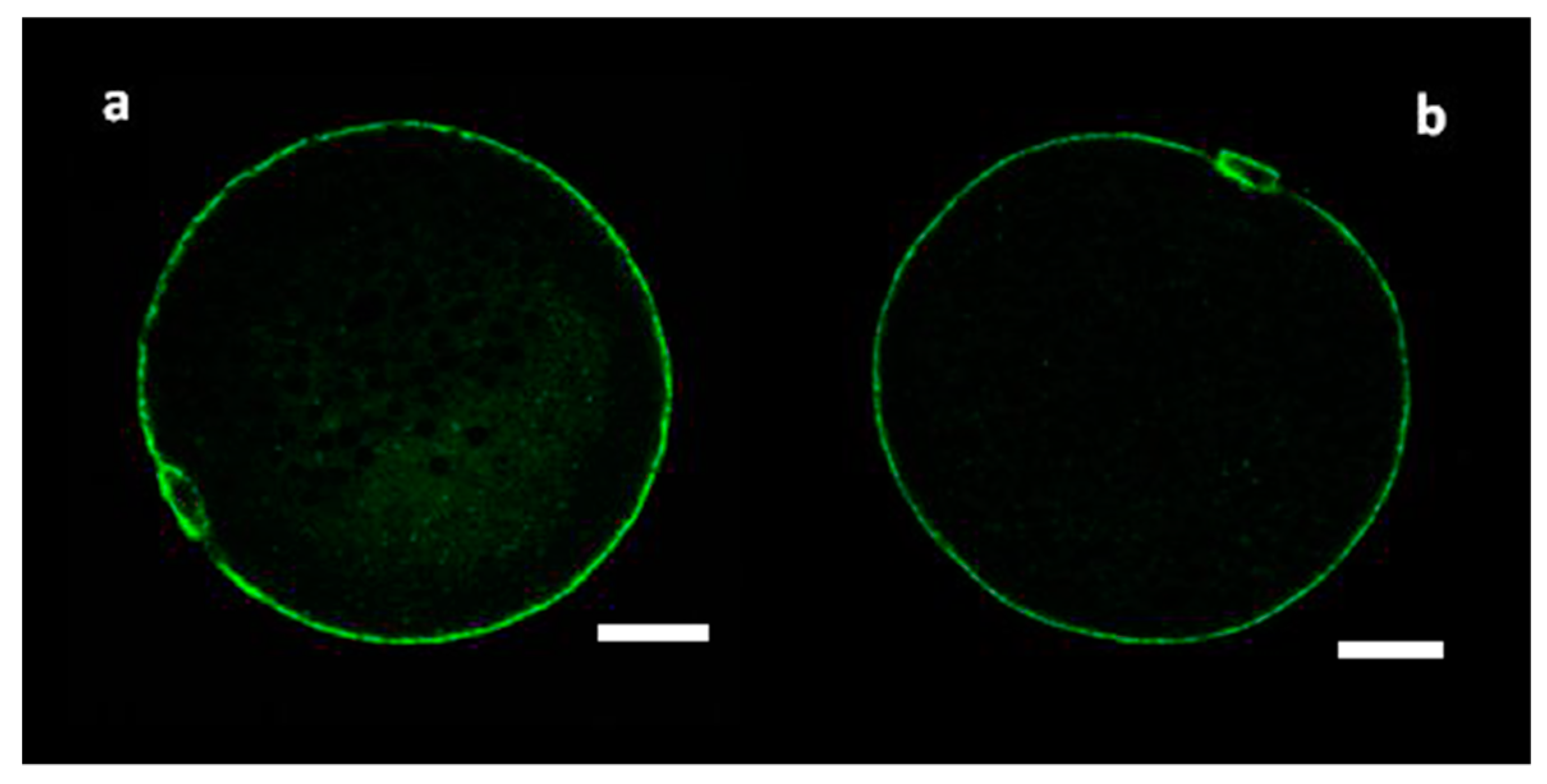 Genes 11 00815 g001