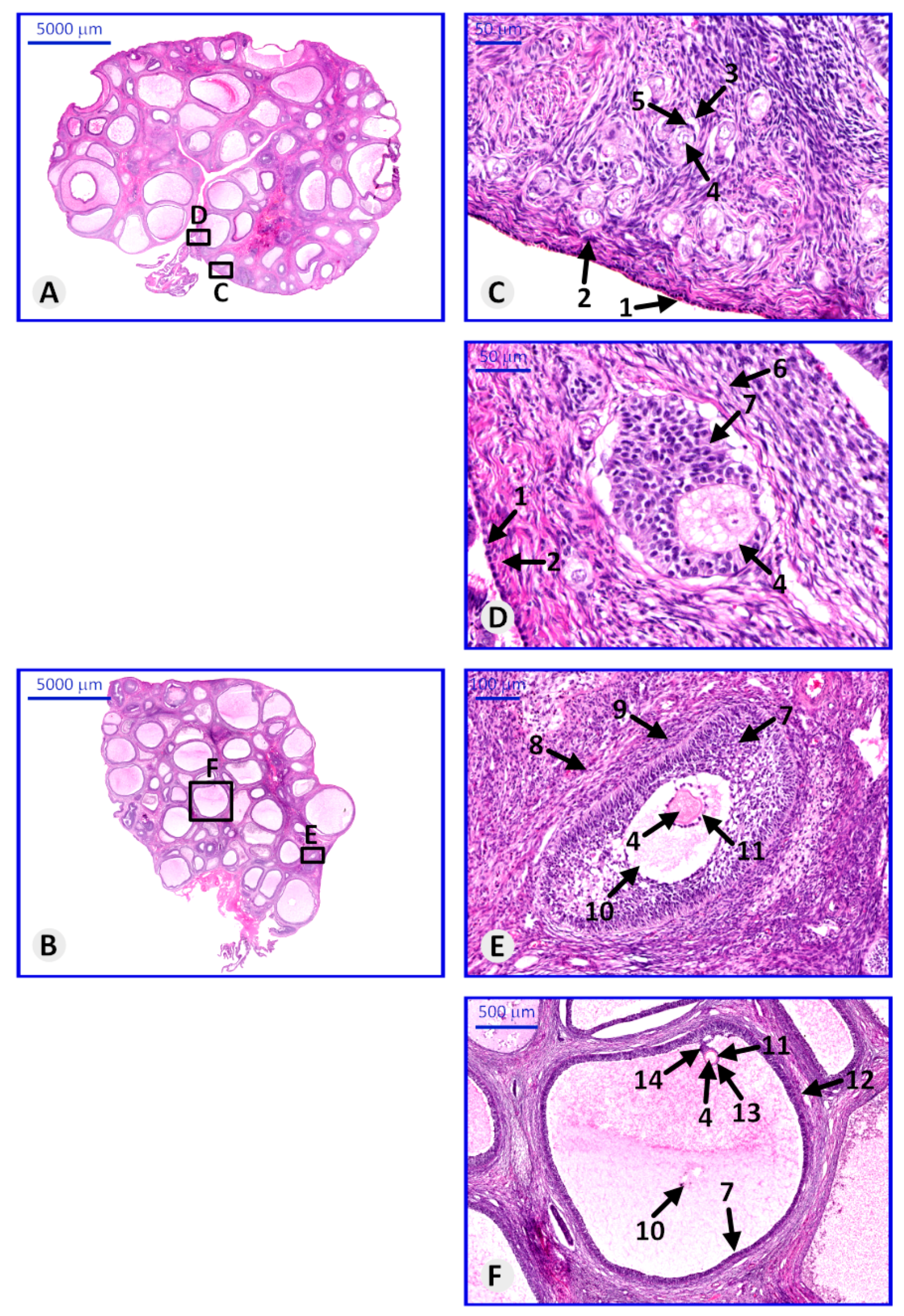 Genes 11 00815 g003