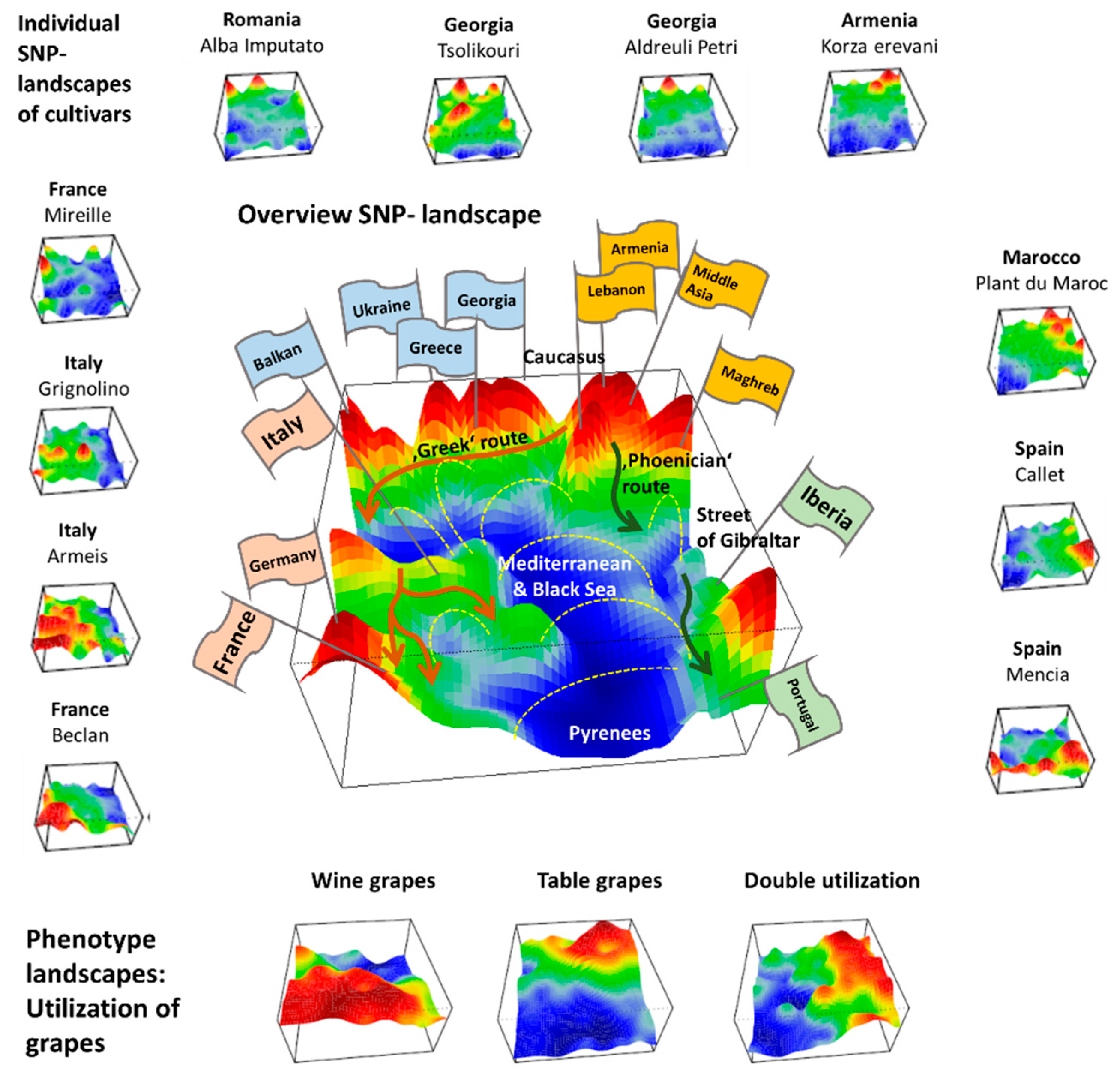 Genes 11 00817 g007 550