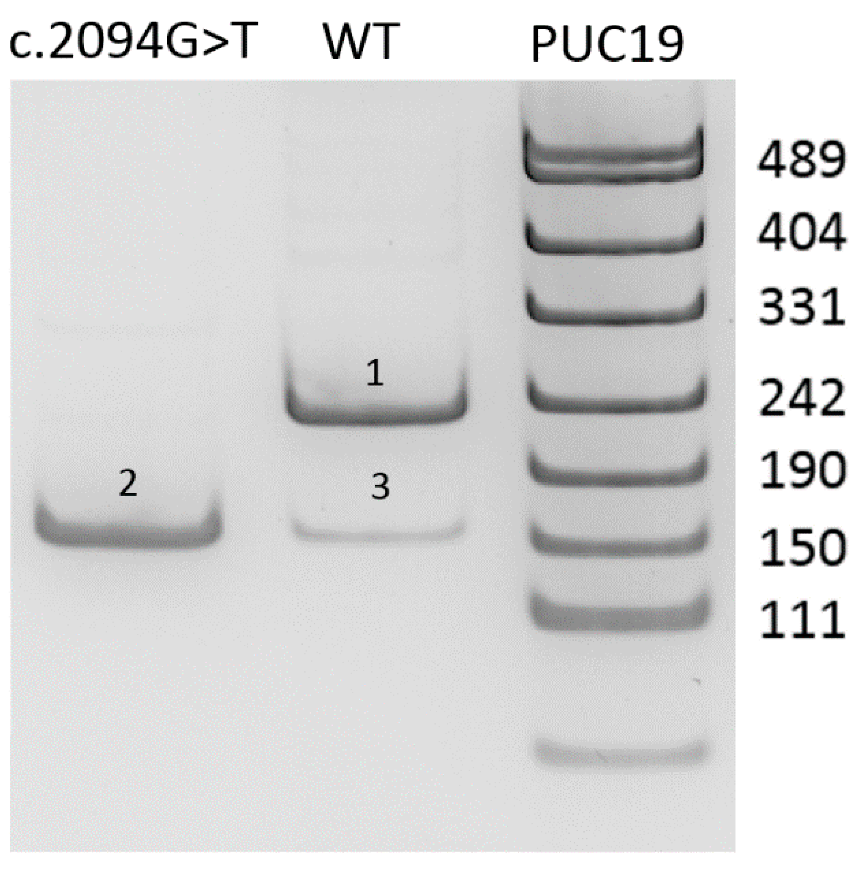 Genes 11 00821 g001