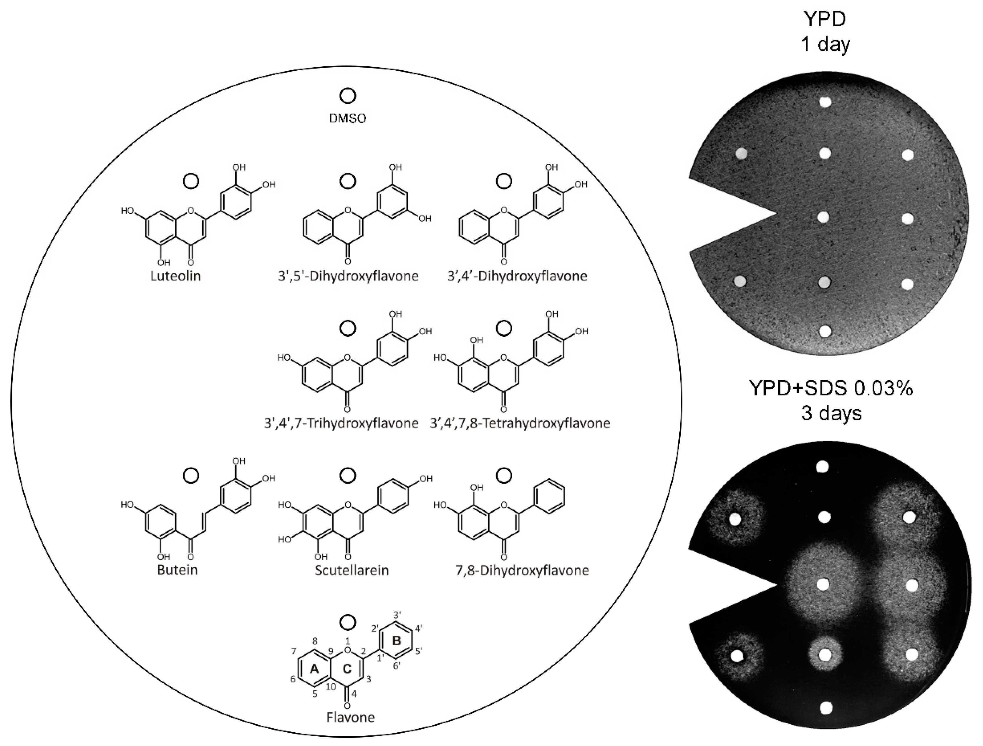 Genes 11 00828 g003 Genes 11 00828 g003