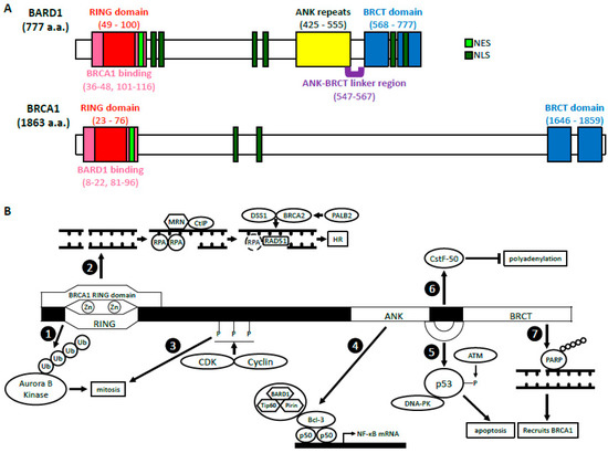 Genes 11 00829 g001 550