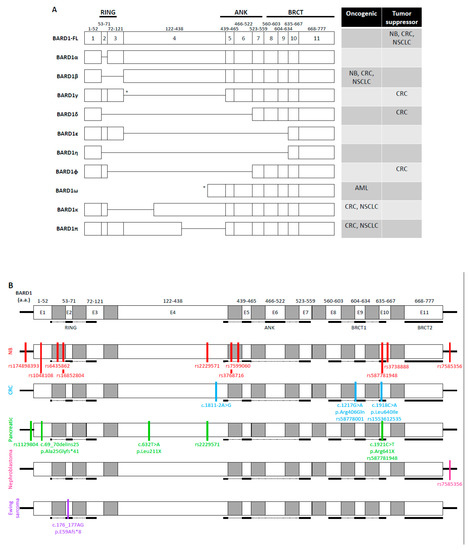 Genes 11 00829 g002 550