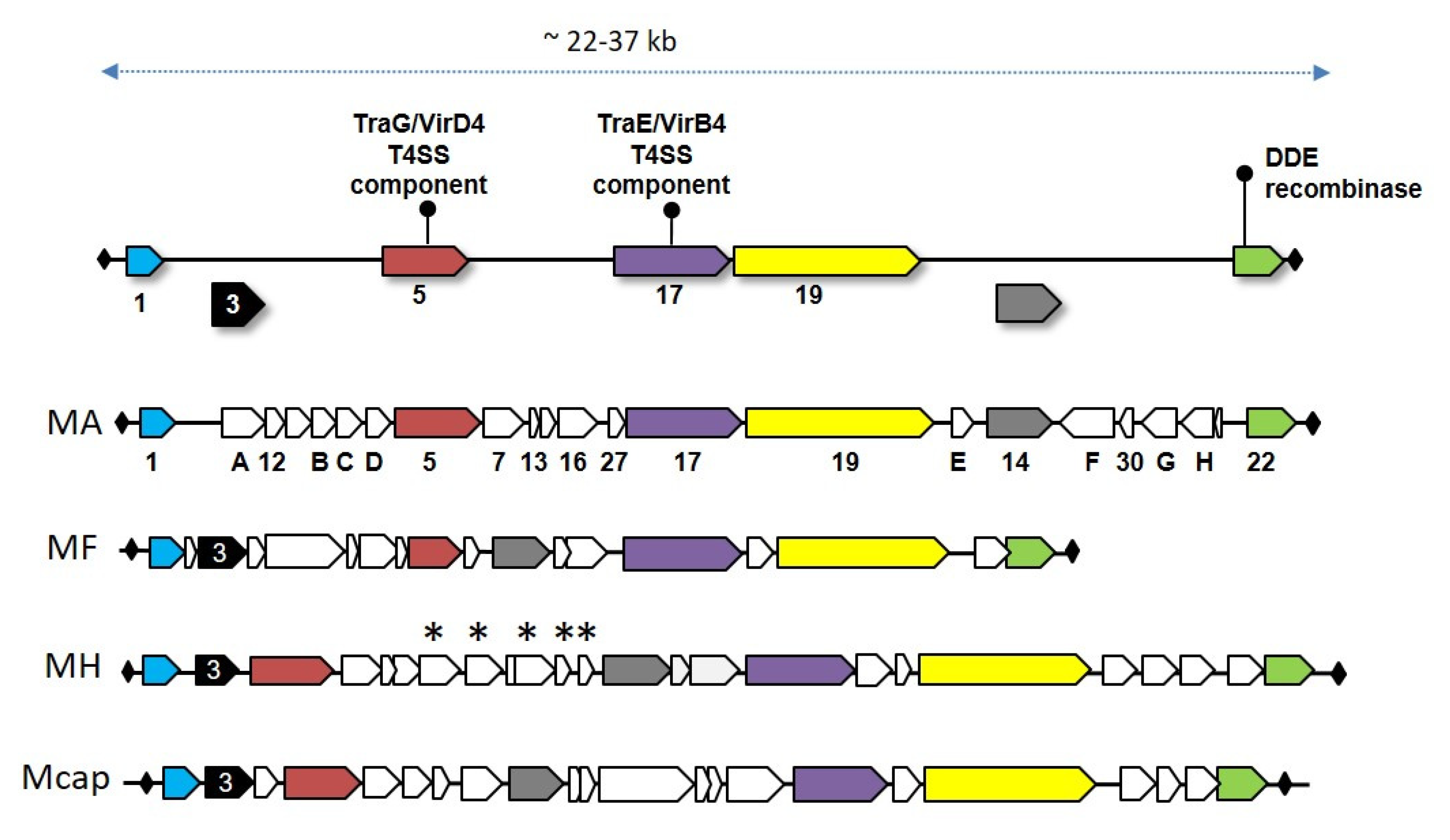 Genes 11 00836 g003 Genes 11 00836 g003