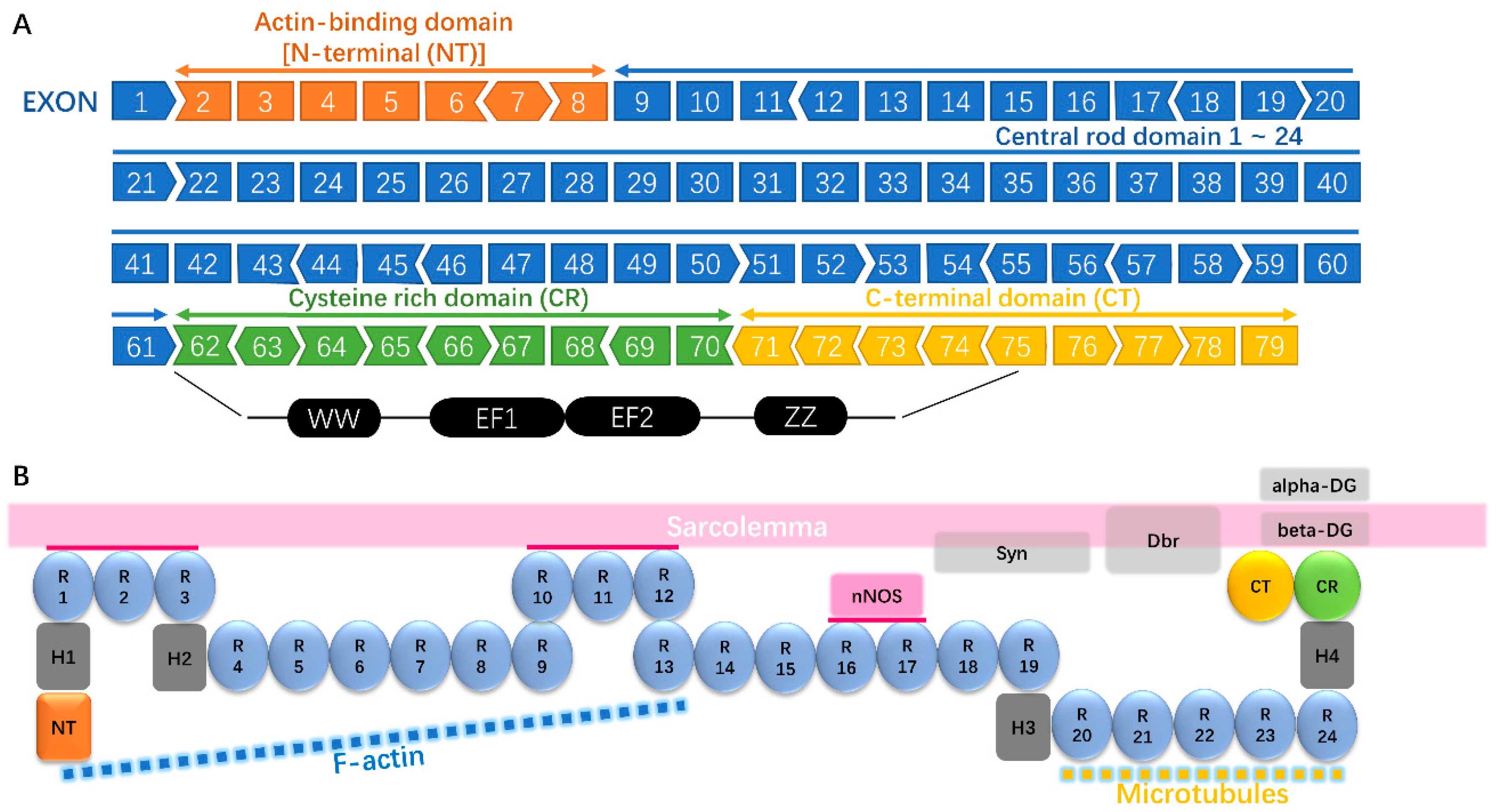 duchenne muscular dystrophy gene