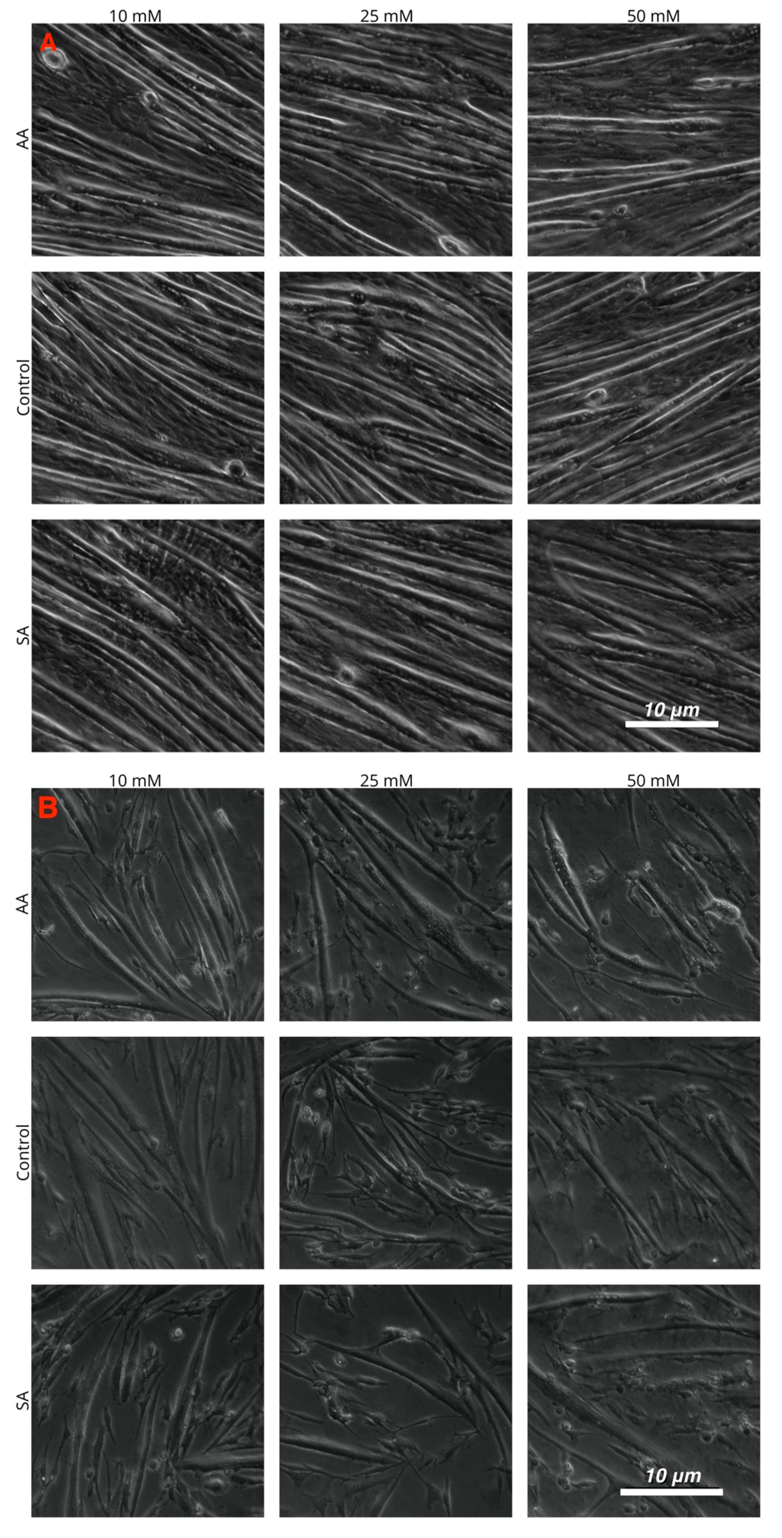 Genes 11 00840 g004a