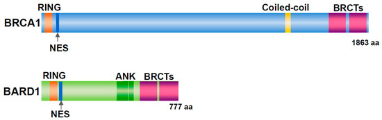 Genes 11 00842 g001 550