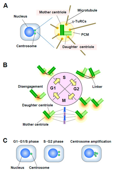 Genes 11 00842 g002 550