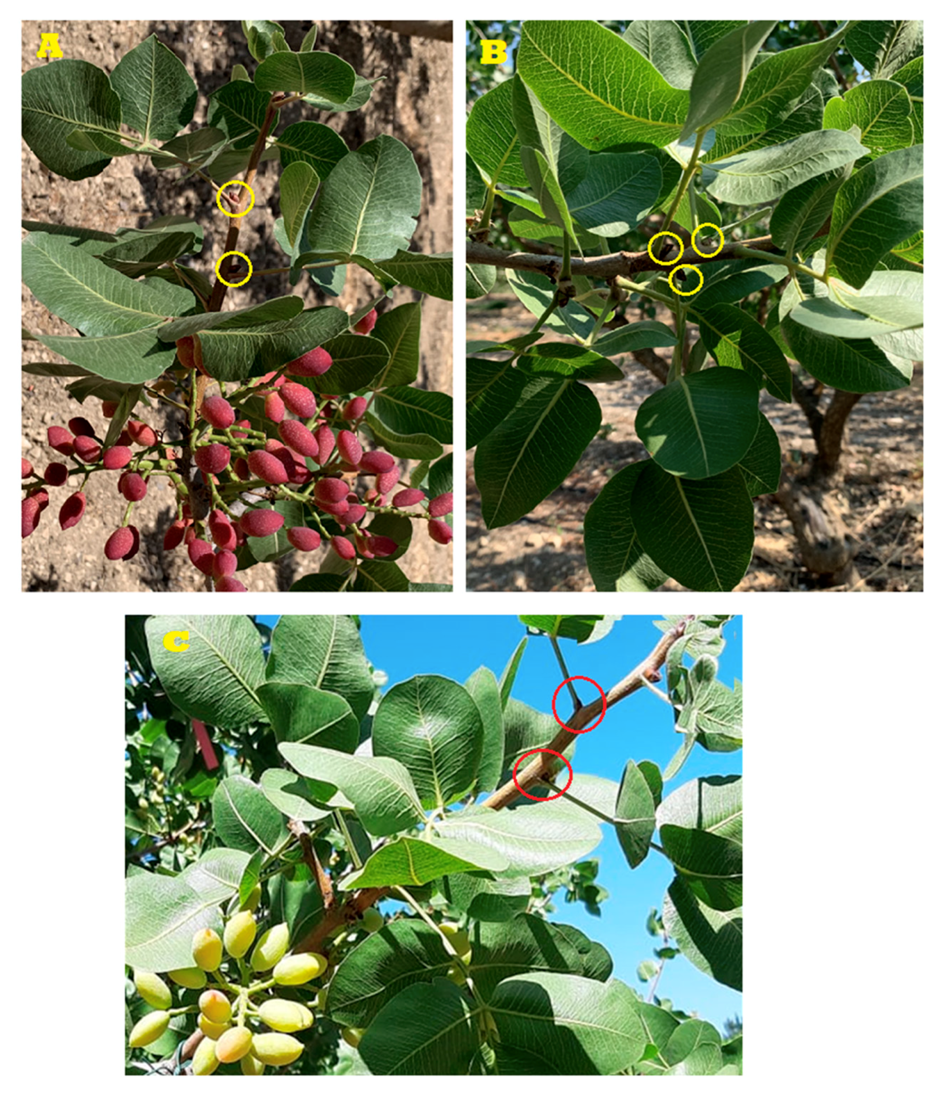 Genes 11 00851 g001 Genes 11 00851 g001