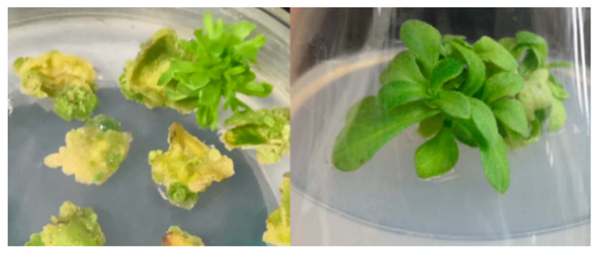 Genes 11 00860 g003 Genes 11 00860 g003