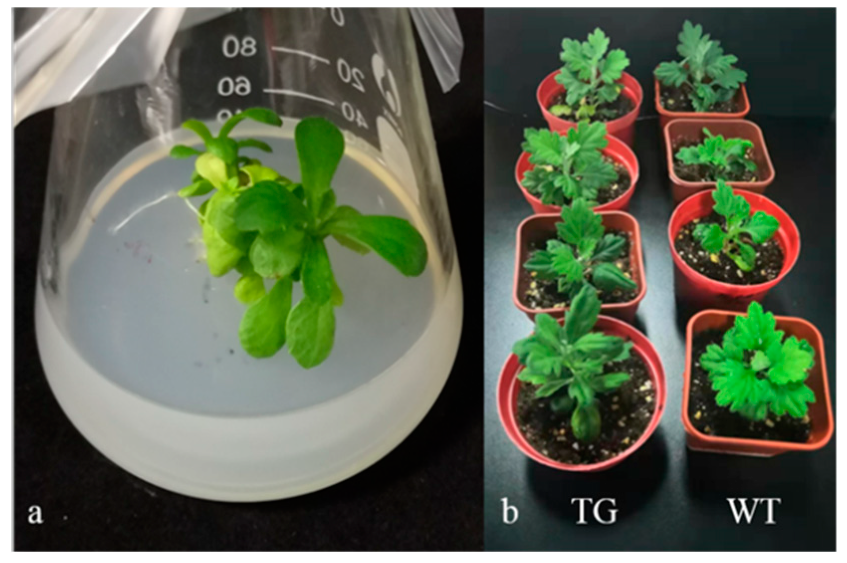 Genes 11 00860 g005 Genes 11 00860 g005