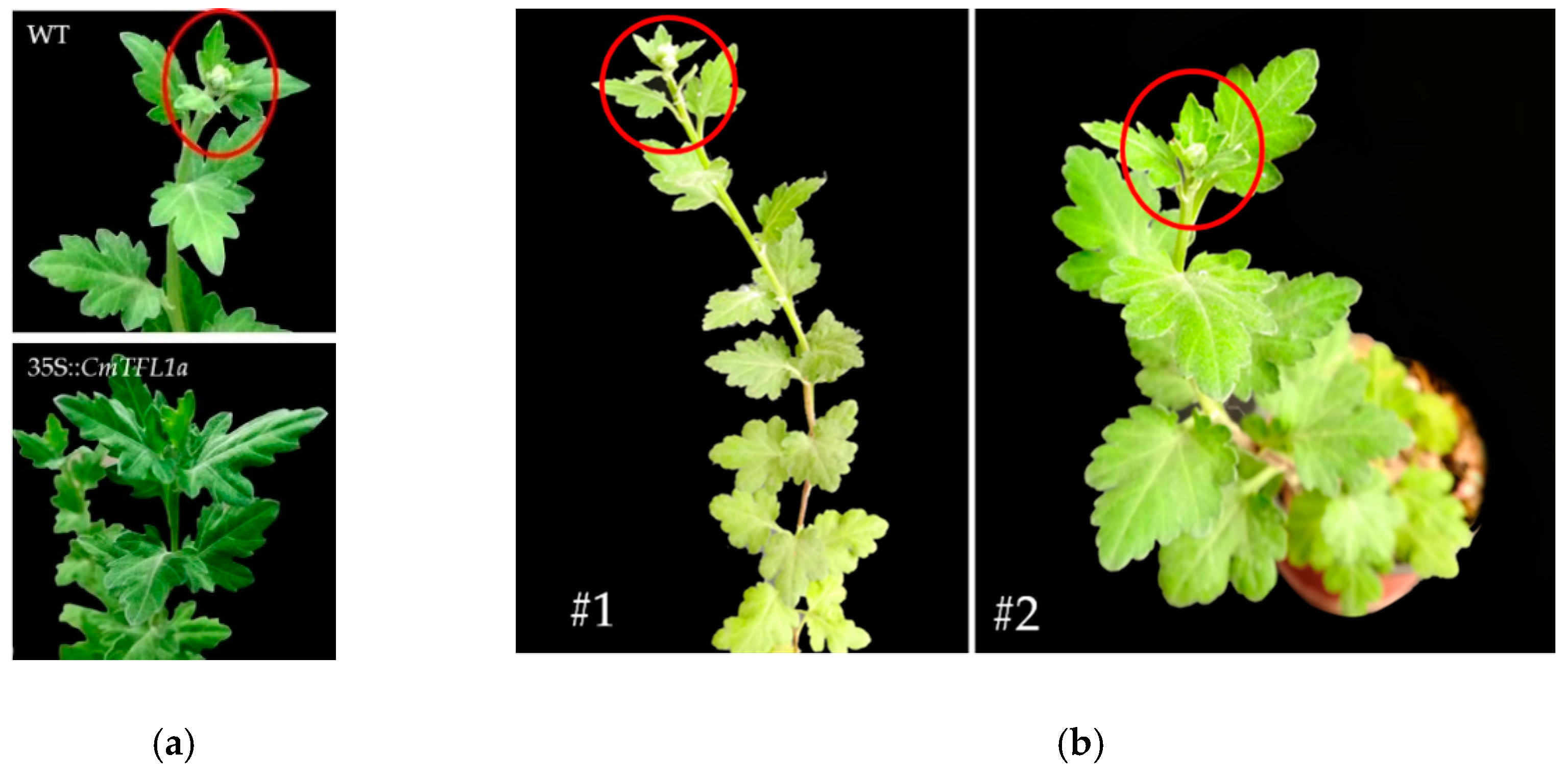 Genes 11 00860 g008a Genes 11 00860 g008a
