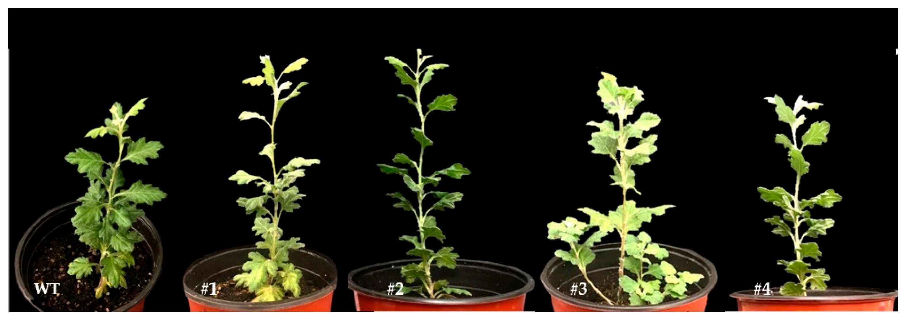 Genes 11 00860 g009 Genes 11 00860 g009