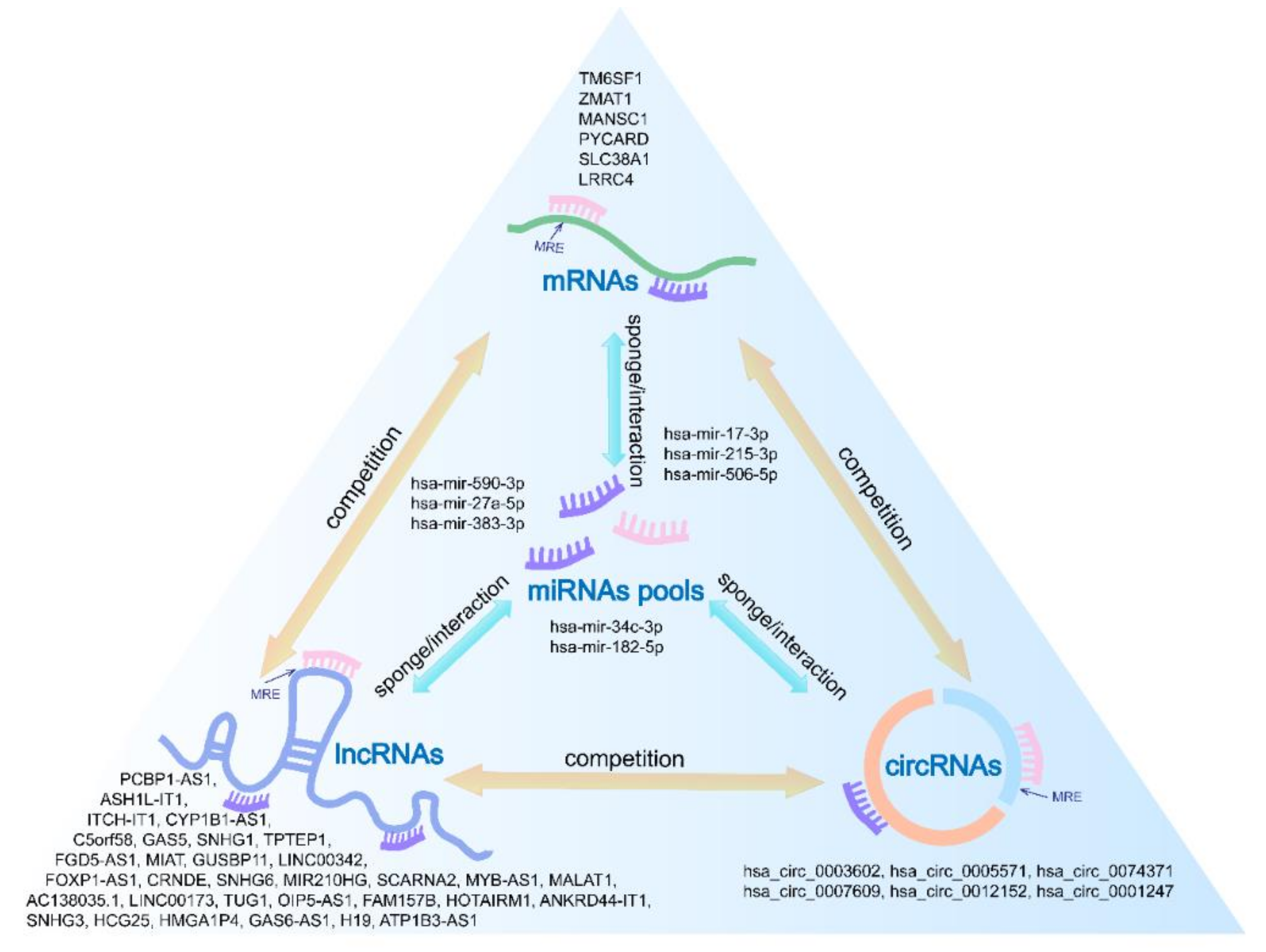 Genes 11 00868 g007 Genes 11 00868 g007