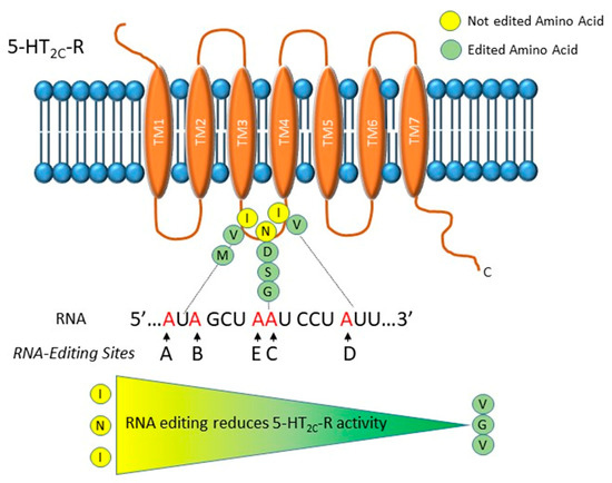 harpun Søndag undskylde Genes | Free Full-Text | RNA Editing and Modifications in Mood Disorders |  HTML