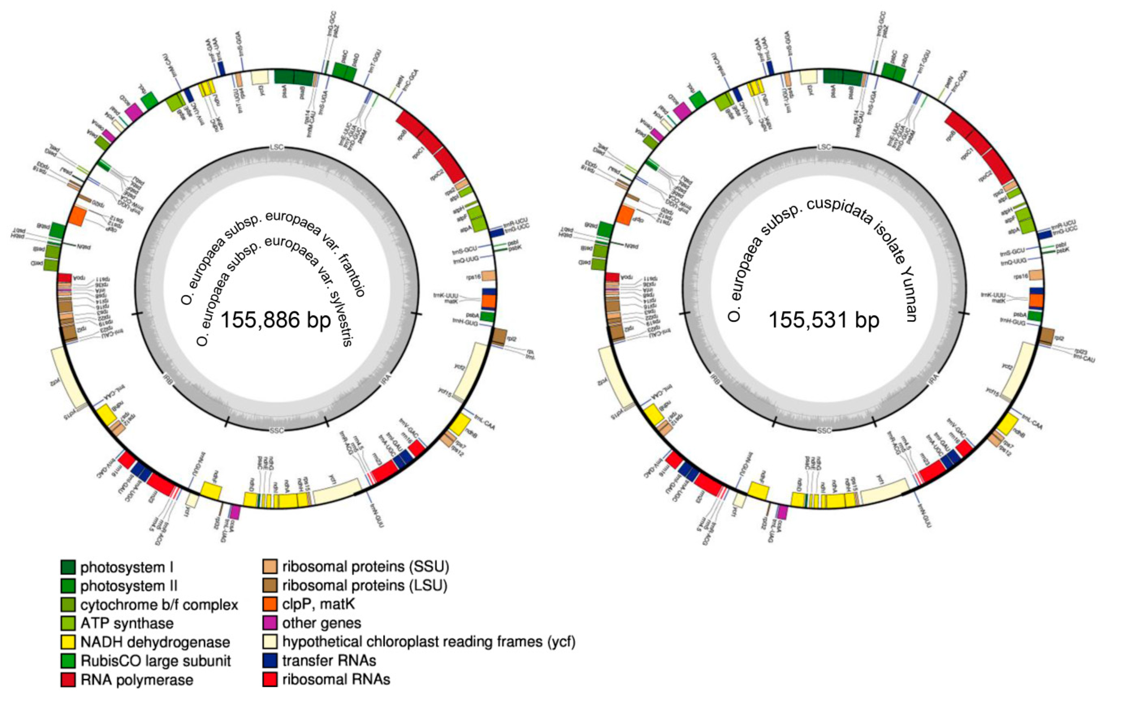 Genes 11 00879 g001 Genes 11 00879 g001