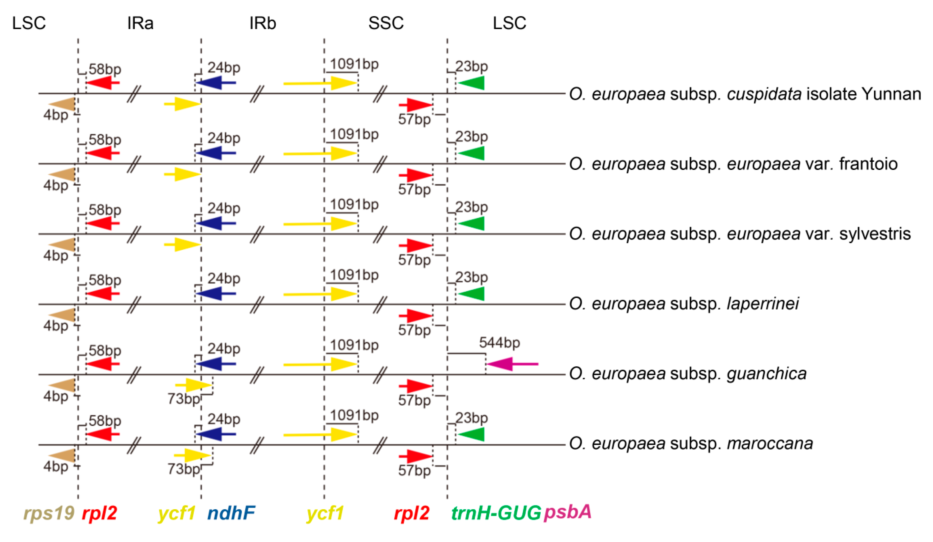 Genes 11 00879 g004 Genes 11 00879 g004