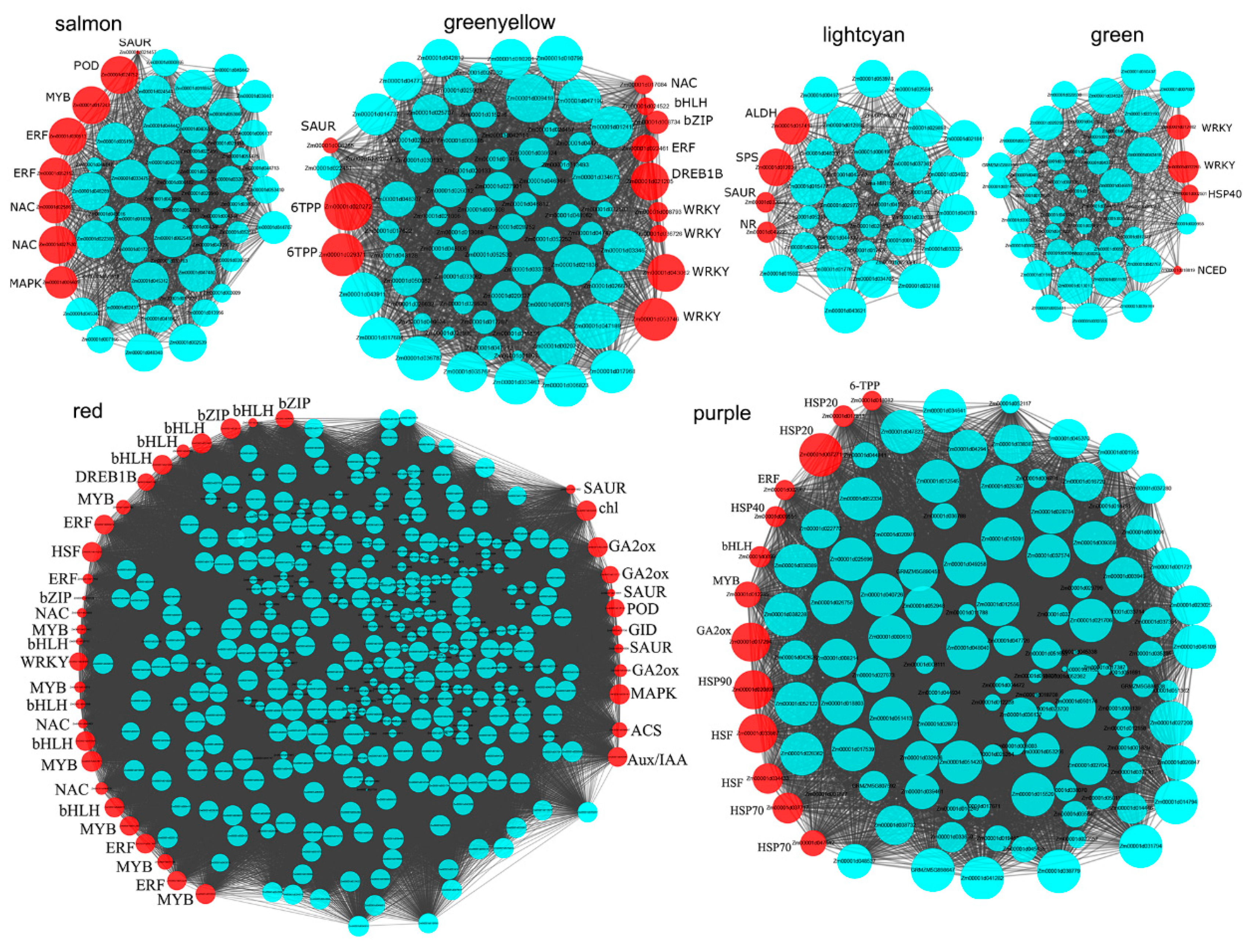 Genes 11 00881 g008 Genes 11 00881 g008