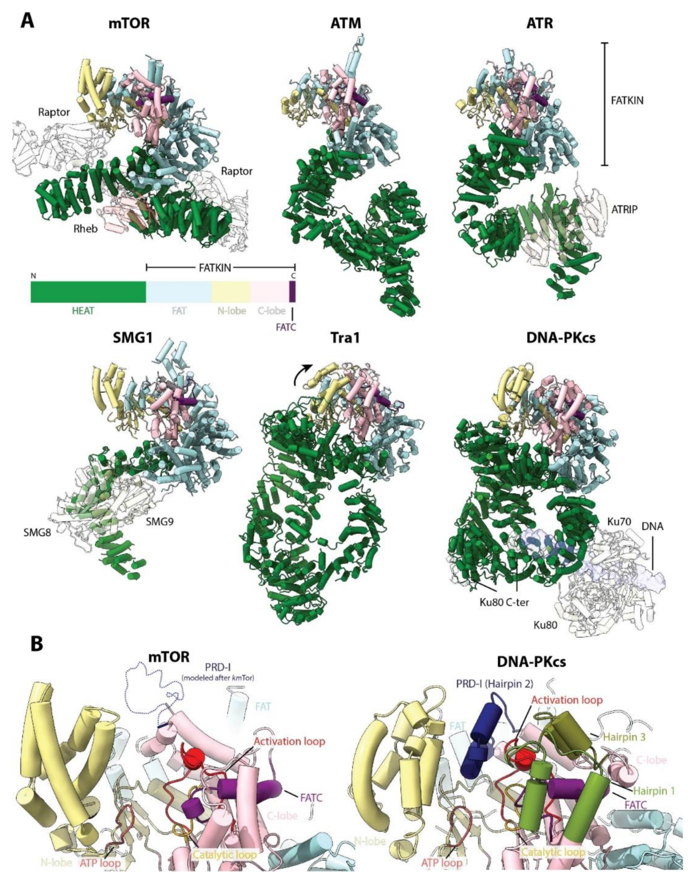 Genes 11 00885 g008 Genes 11 00885 g008