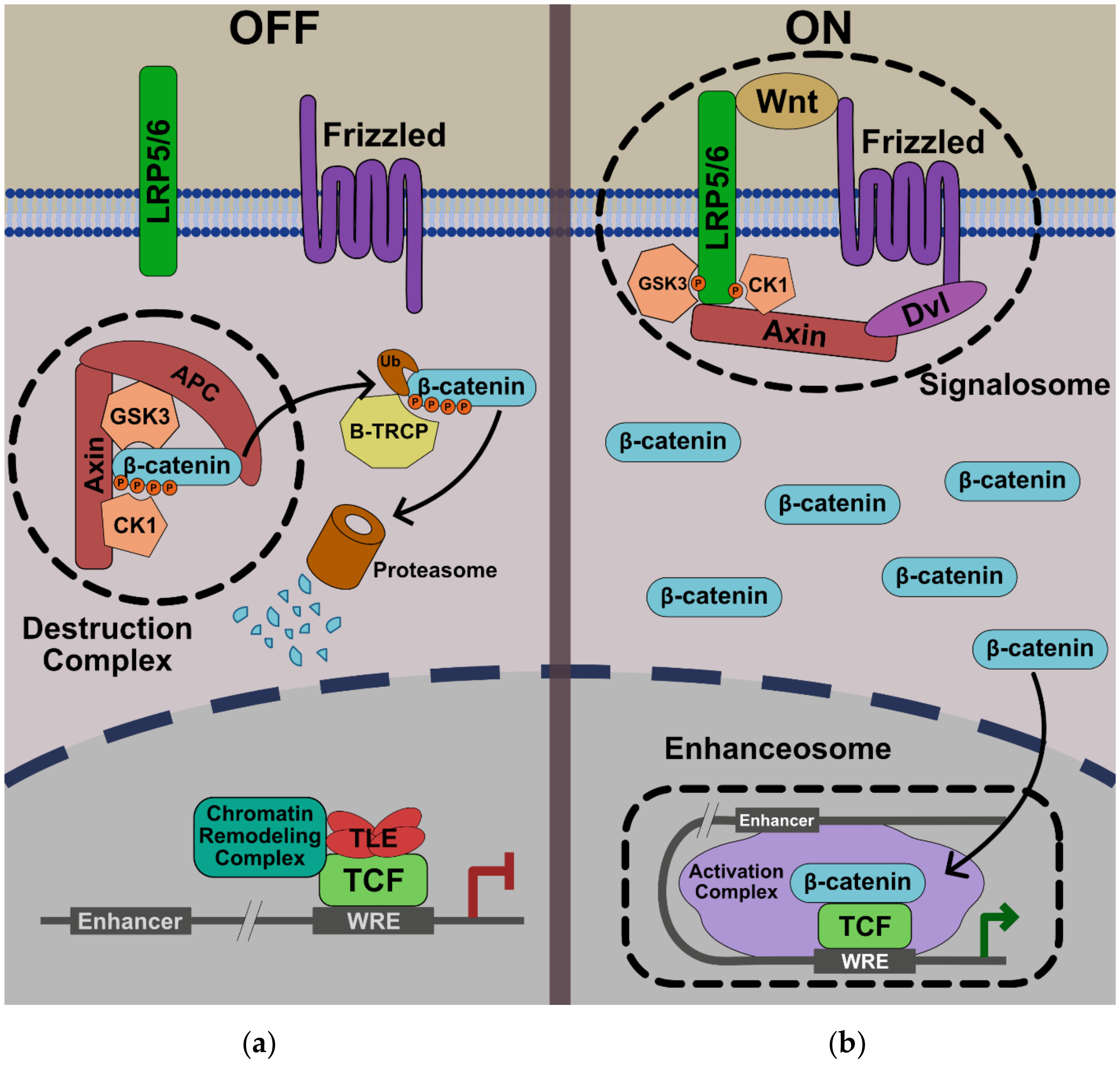 Genes 11 00886 g001