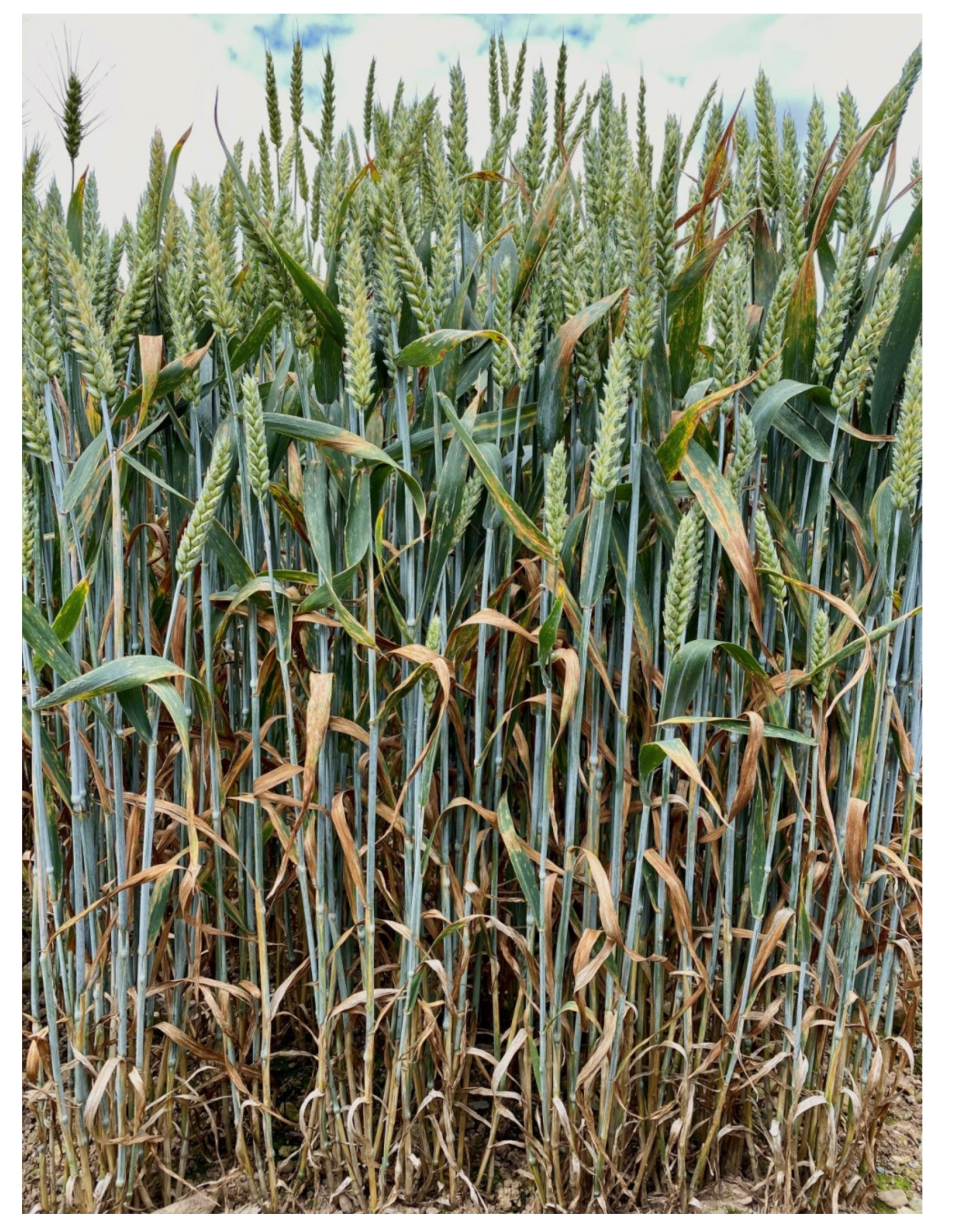 Genes 11 00887 g001 Genes 11 00887 g001