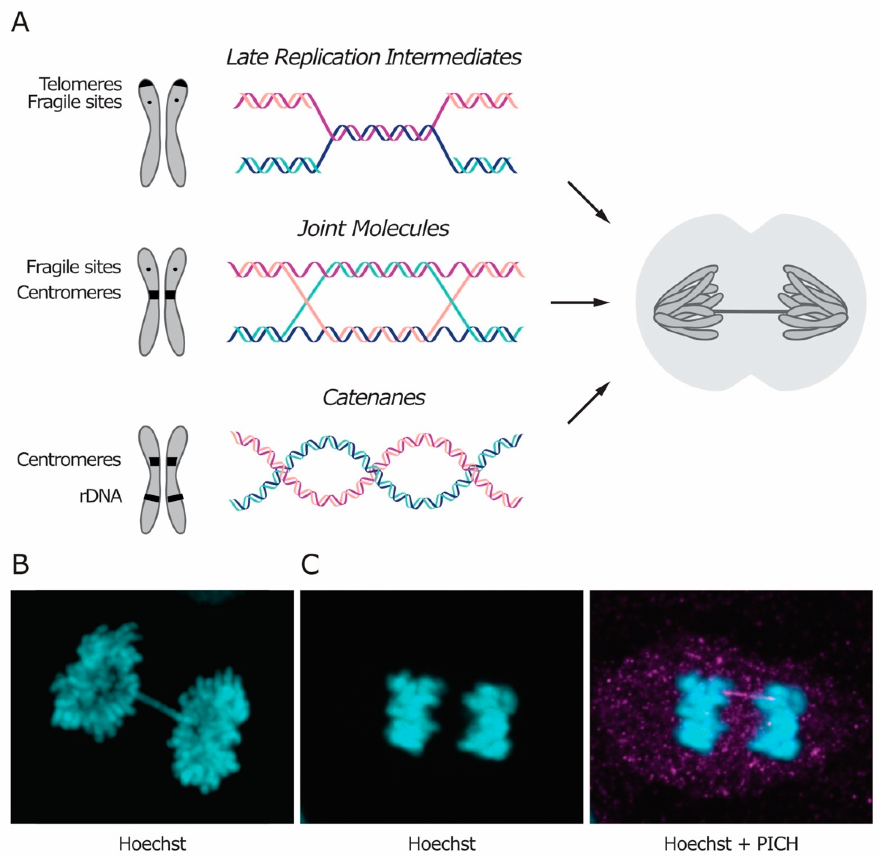 Genes | Free Full-Text | Anaphase Bridges: Not All Natural Fibers Are Healthy