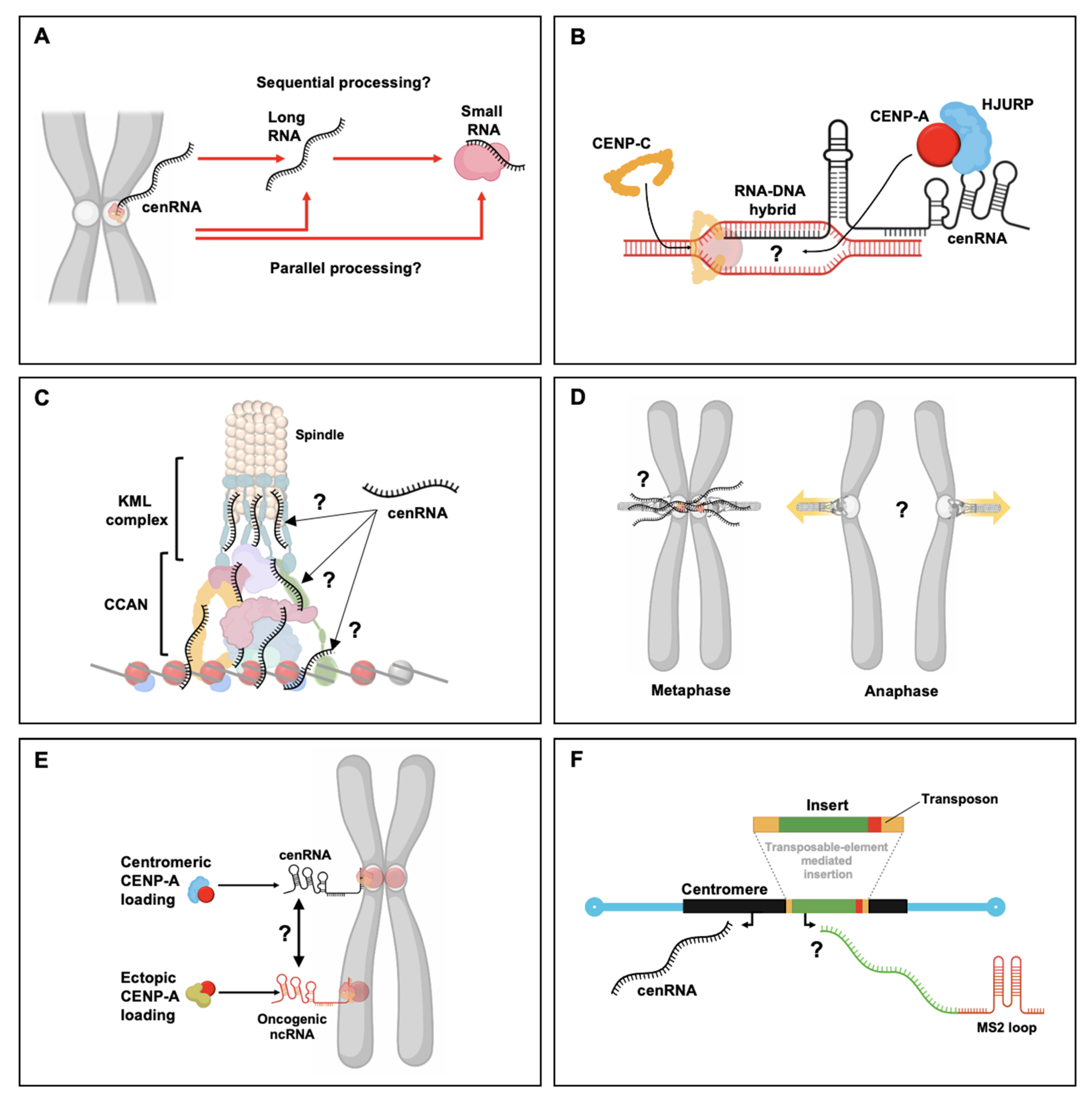 Genes 11 00911 g003 Genes 11 00911 g003