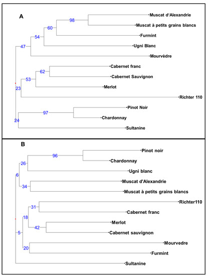 Genes Free Full Text The Potential Of Hts Approaches For Accurate Genotyping In Grapevine Vitis Vinifera L Html