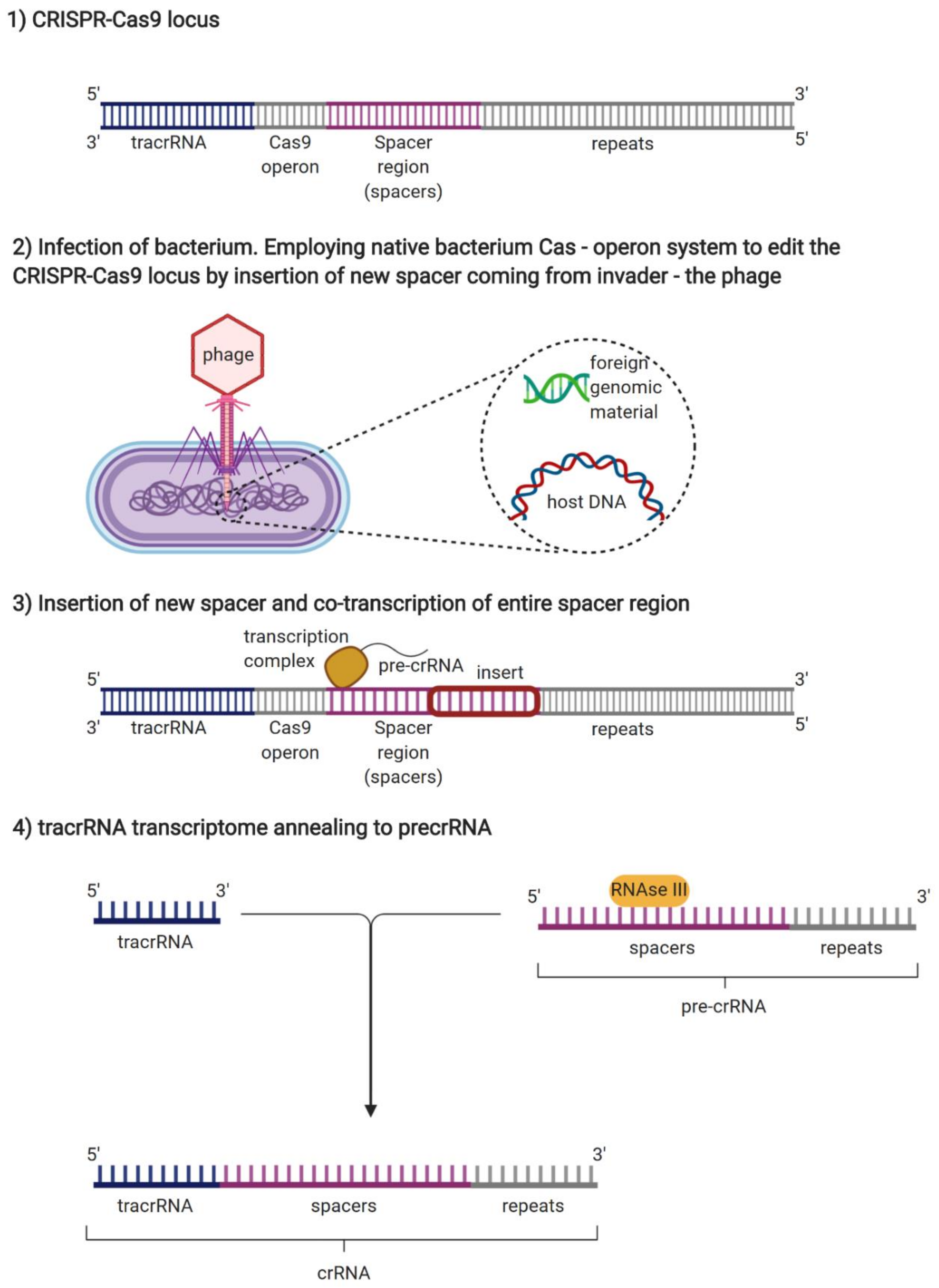 Genes 11 00921 g002a