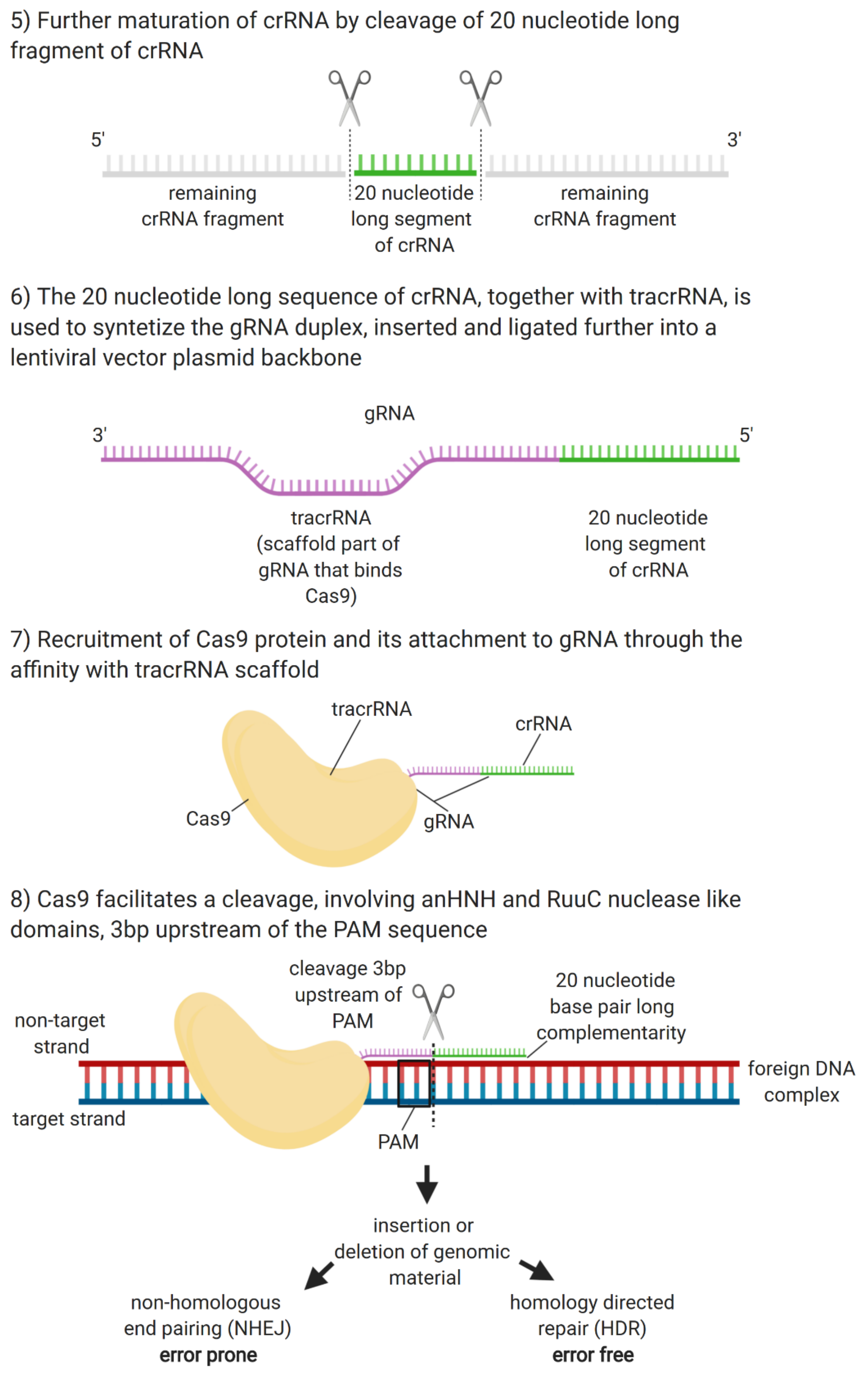 Genes 11 00921 g002b