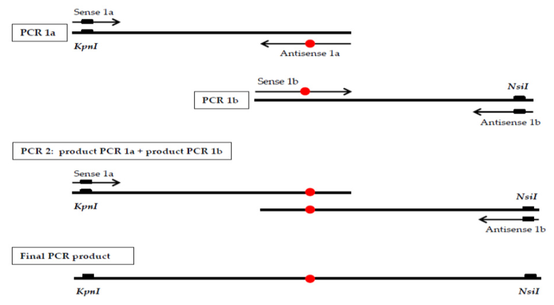Genes 11 00924 g001 Genes 11 00924 g001