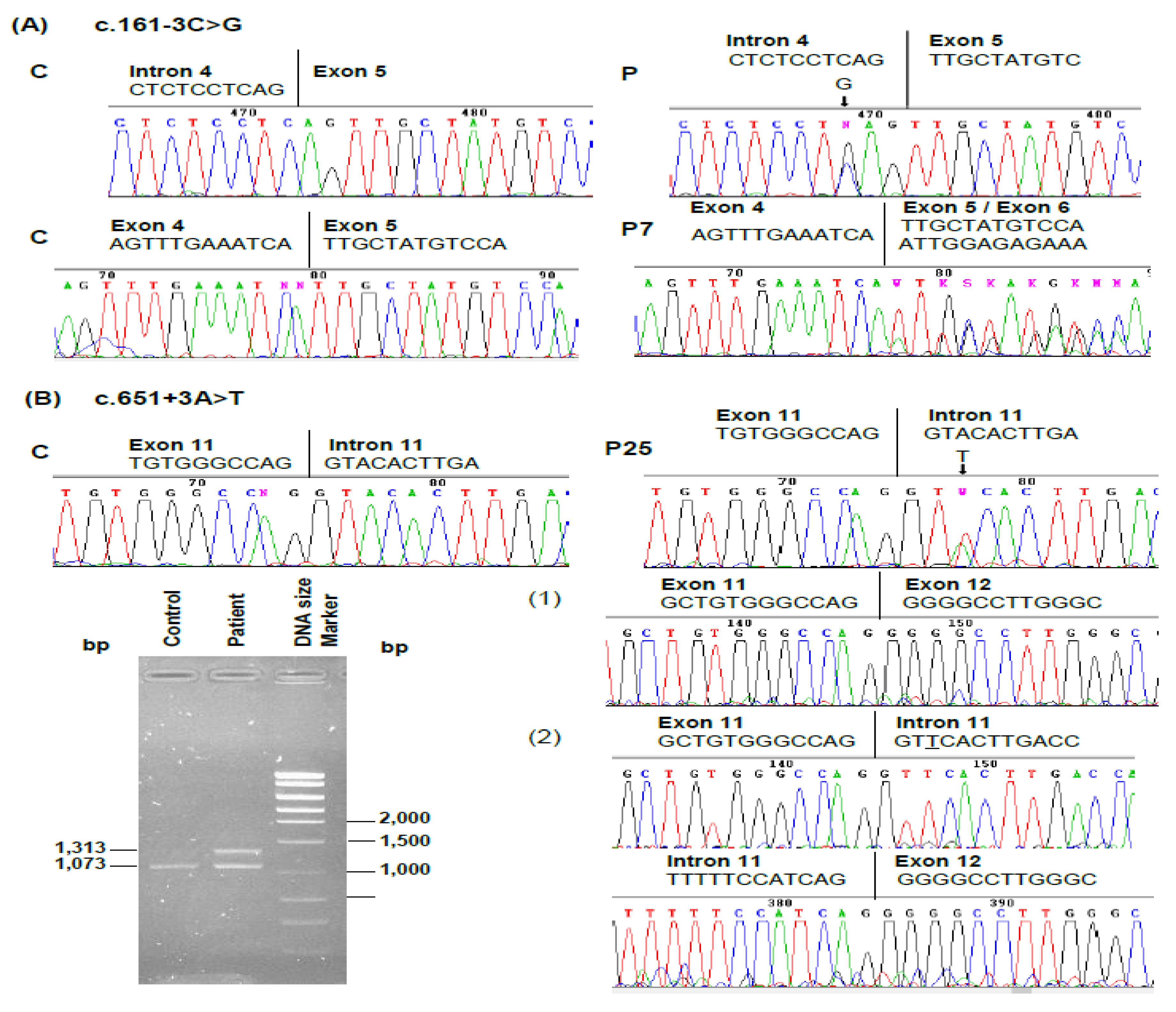 Genes 11 00924 g004 Genes 11 00924 g004