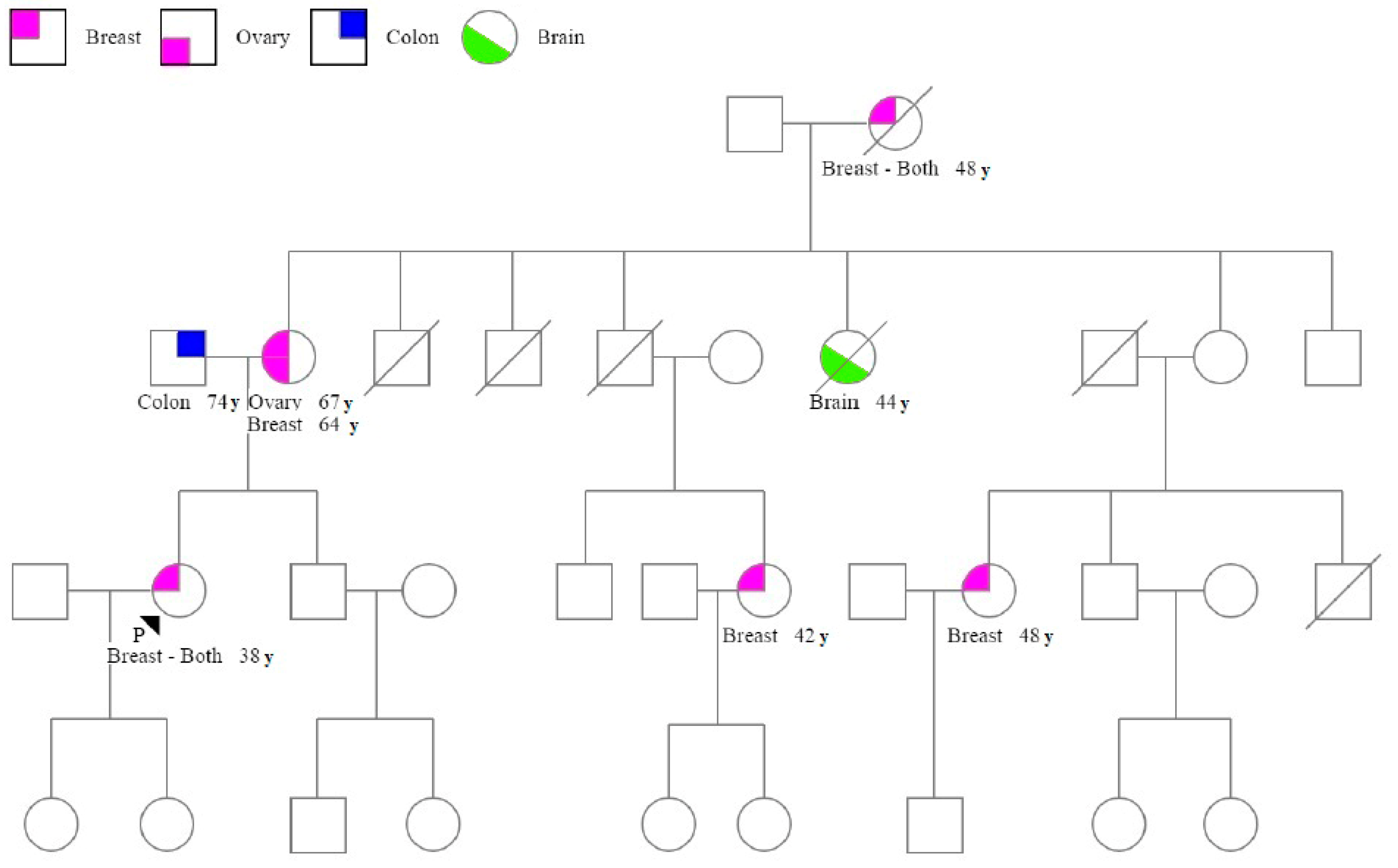 Genes 11 00925 g001