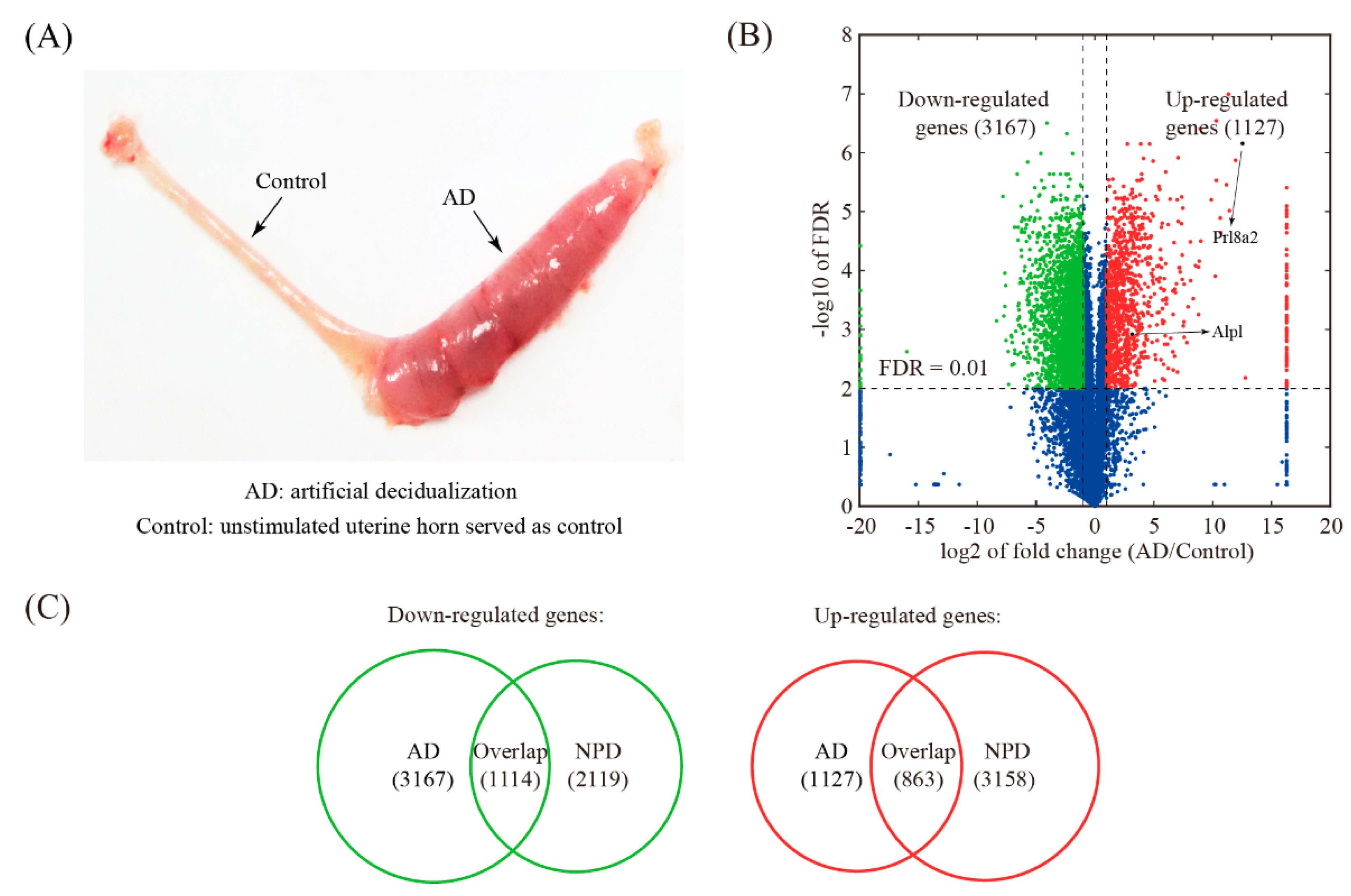 Genes 11 00935 g004