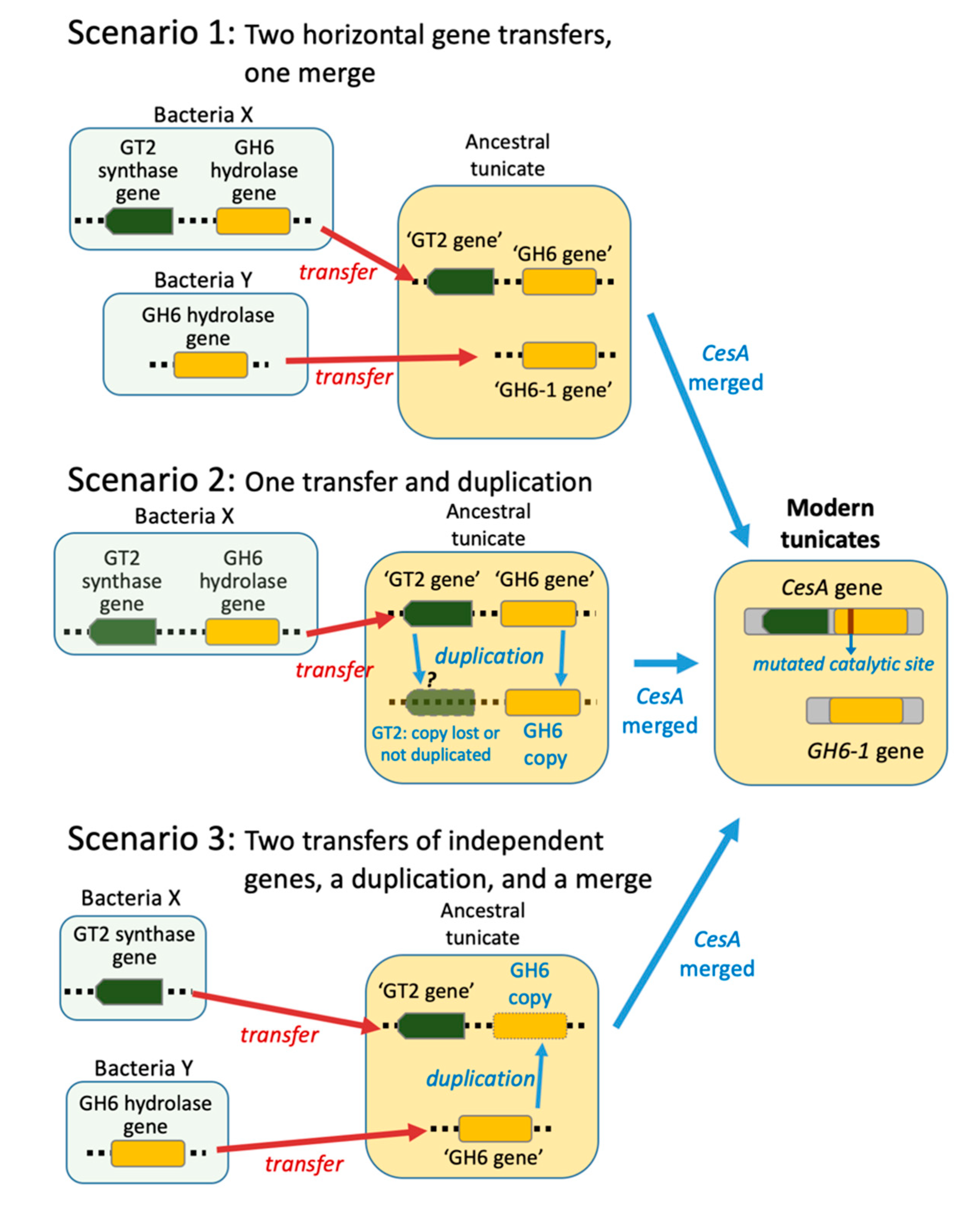 Genes 11 00937 g001 Genes 11 00937 g001
