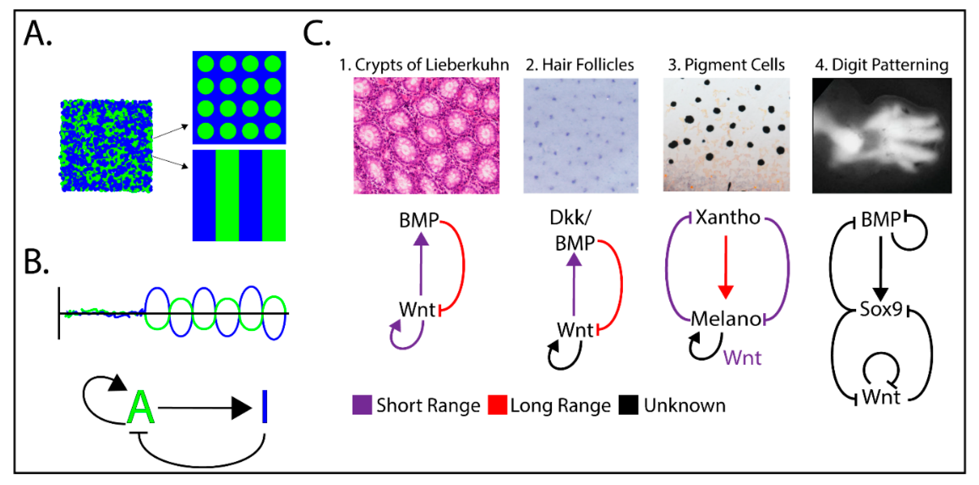 Genes 11 00939 g003 Genes 11 00939 g003