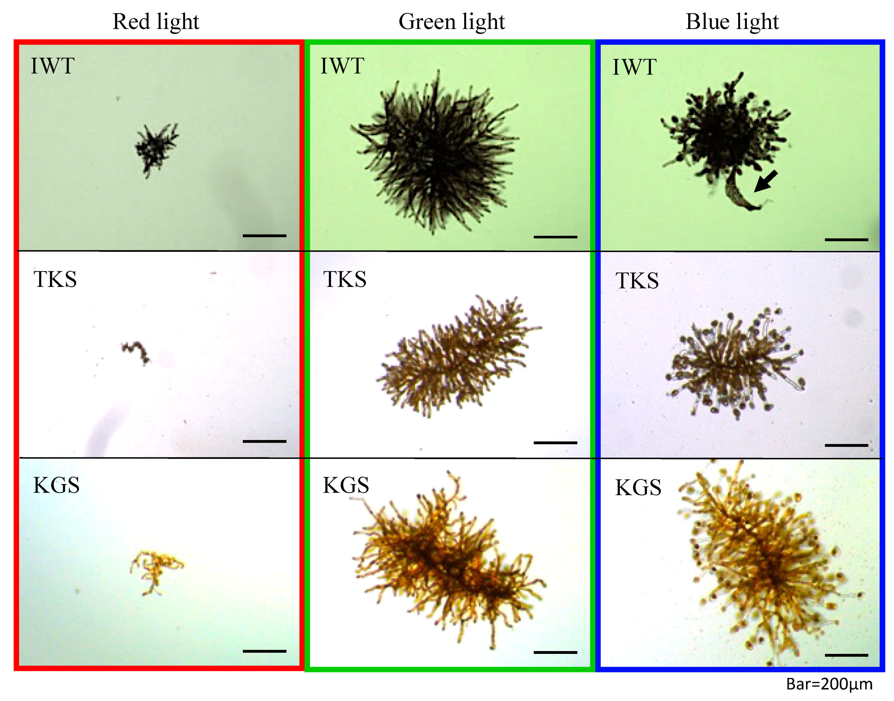 Genes 11 00944 g003 Genes 11 00944 g003