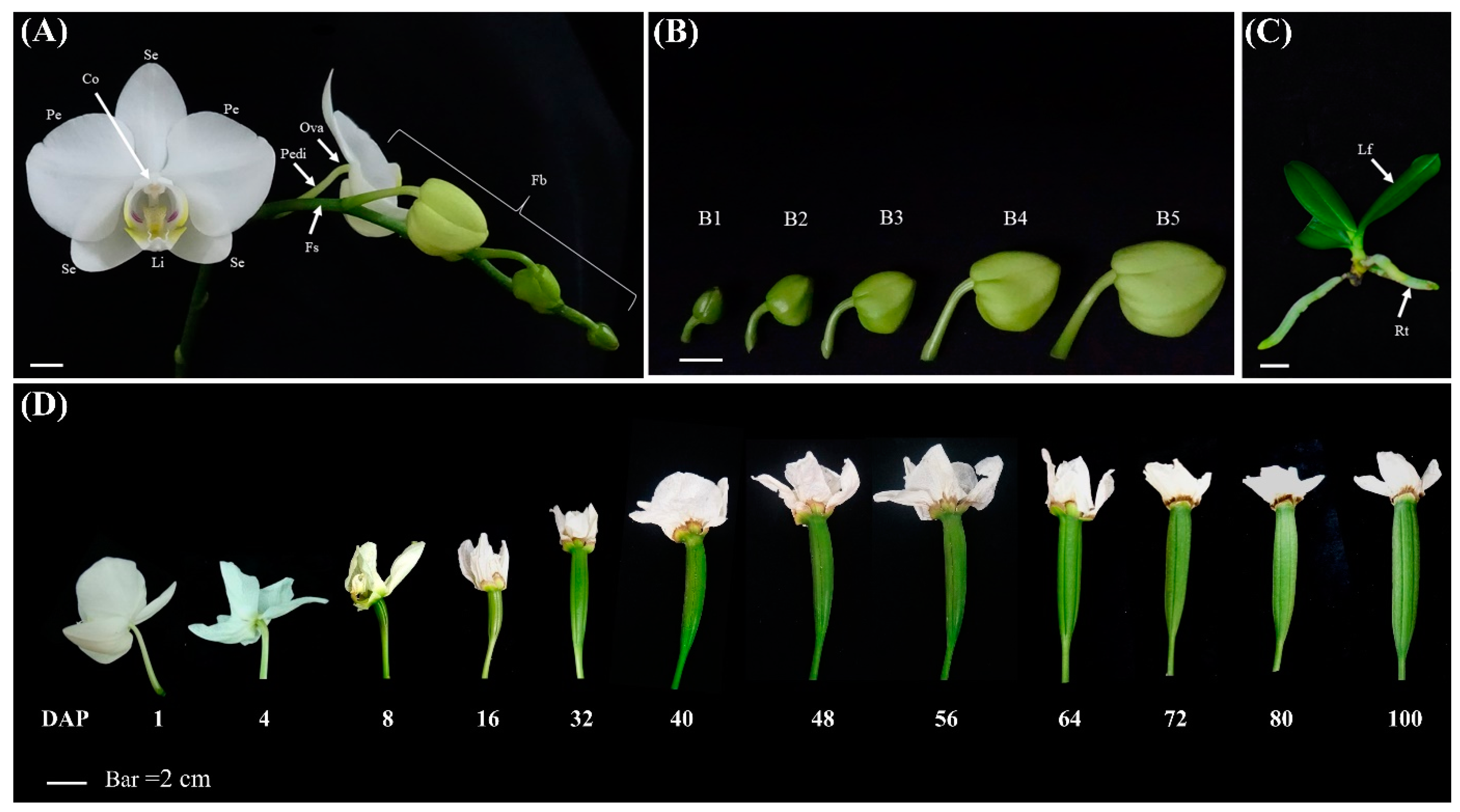 Genes Free FullText GenomeWide Identification of YABBY Genes in