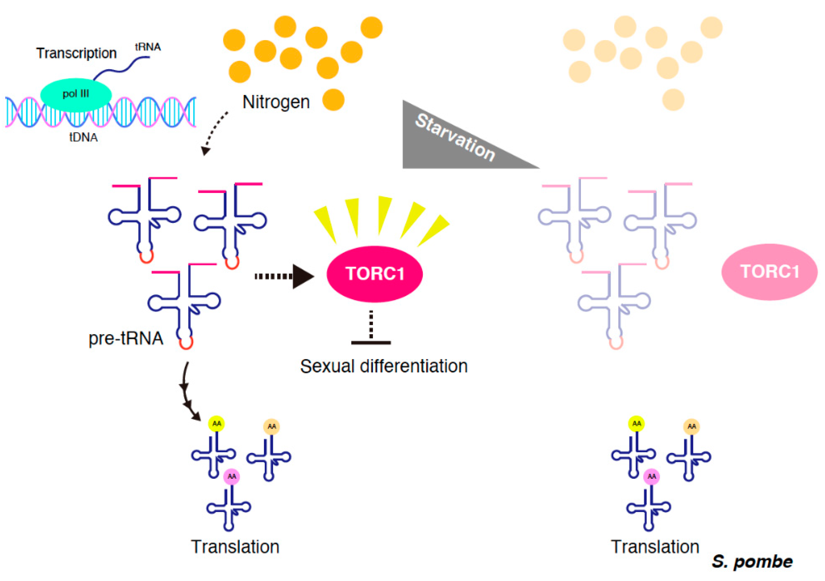 Genes 11 00956 g002 Genes 11 00956 g002