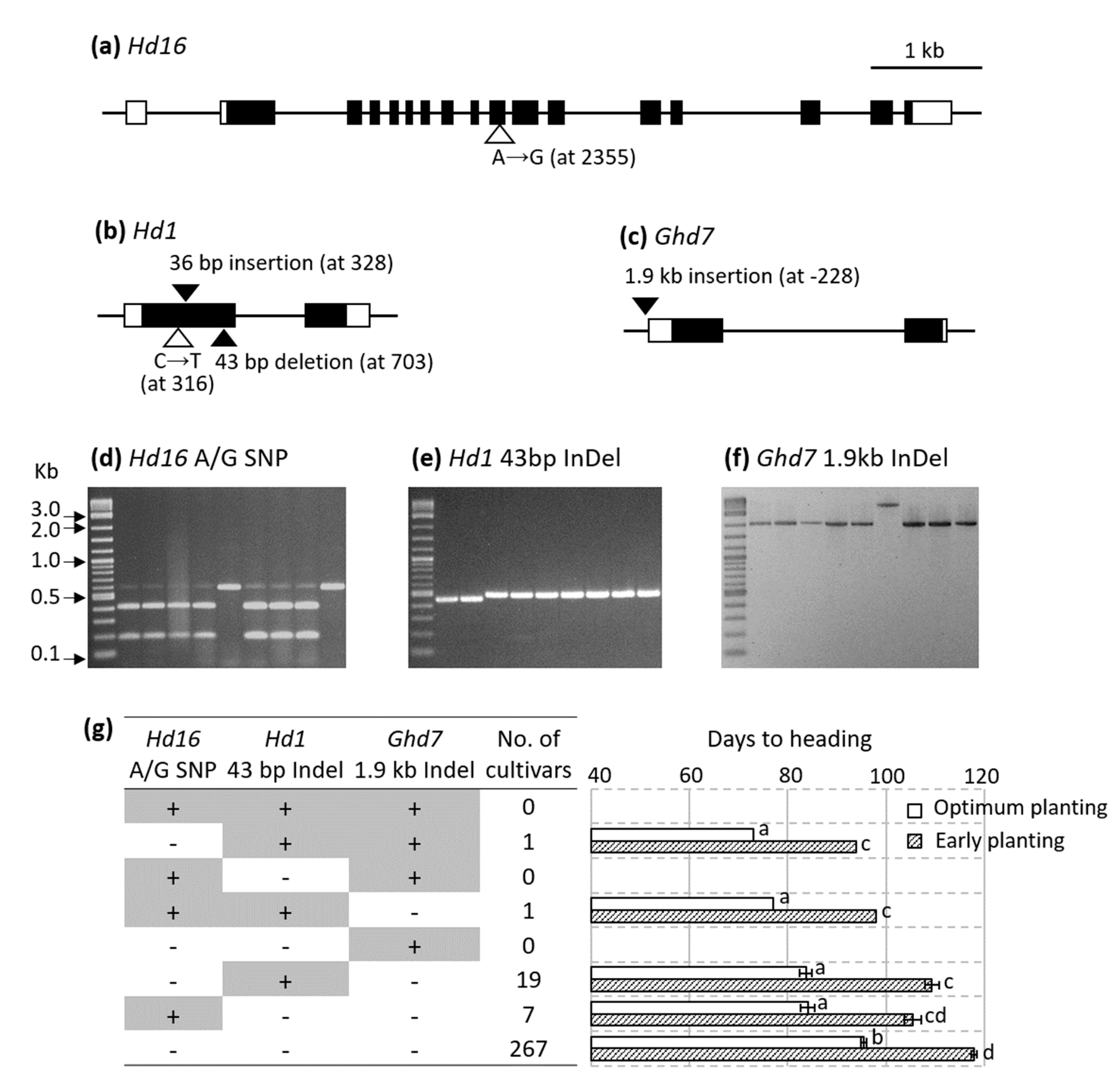 Genes 11 00957 g005 Genes 11 00957 g005