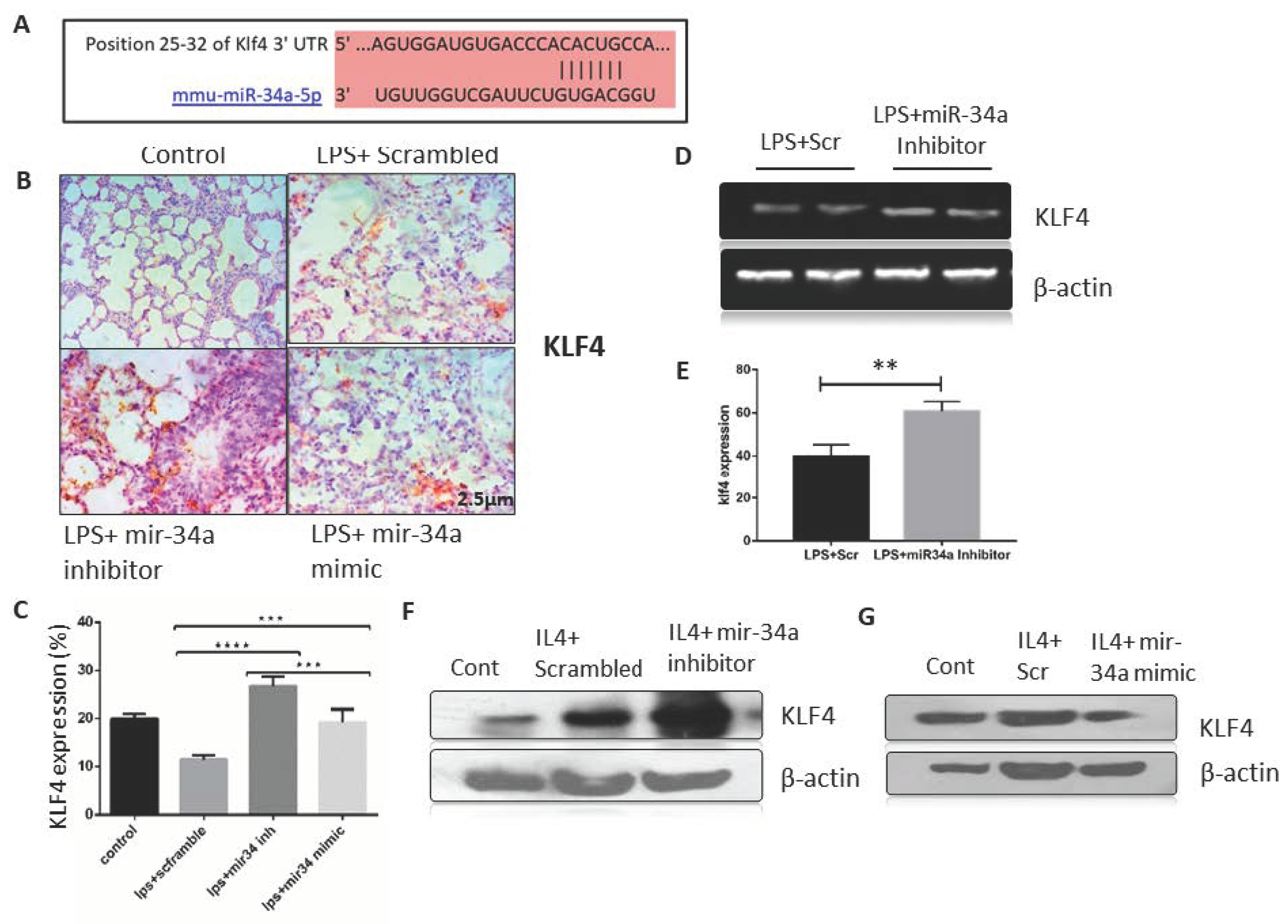 Genes 11 00966 g004 Genes 11 00966 g004