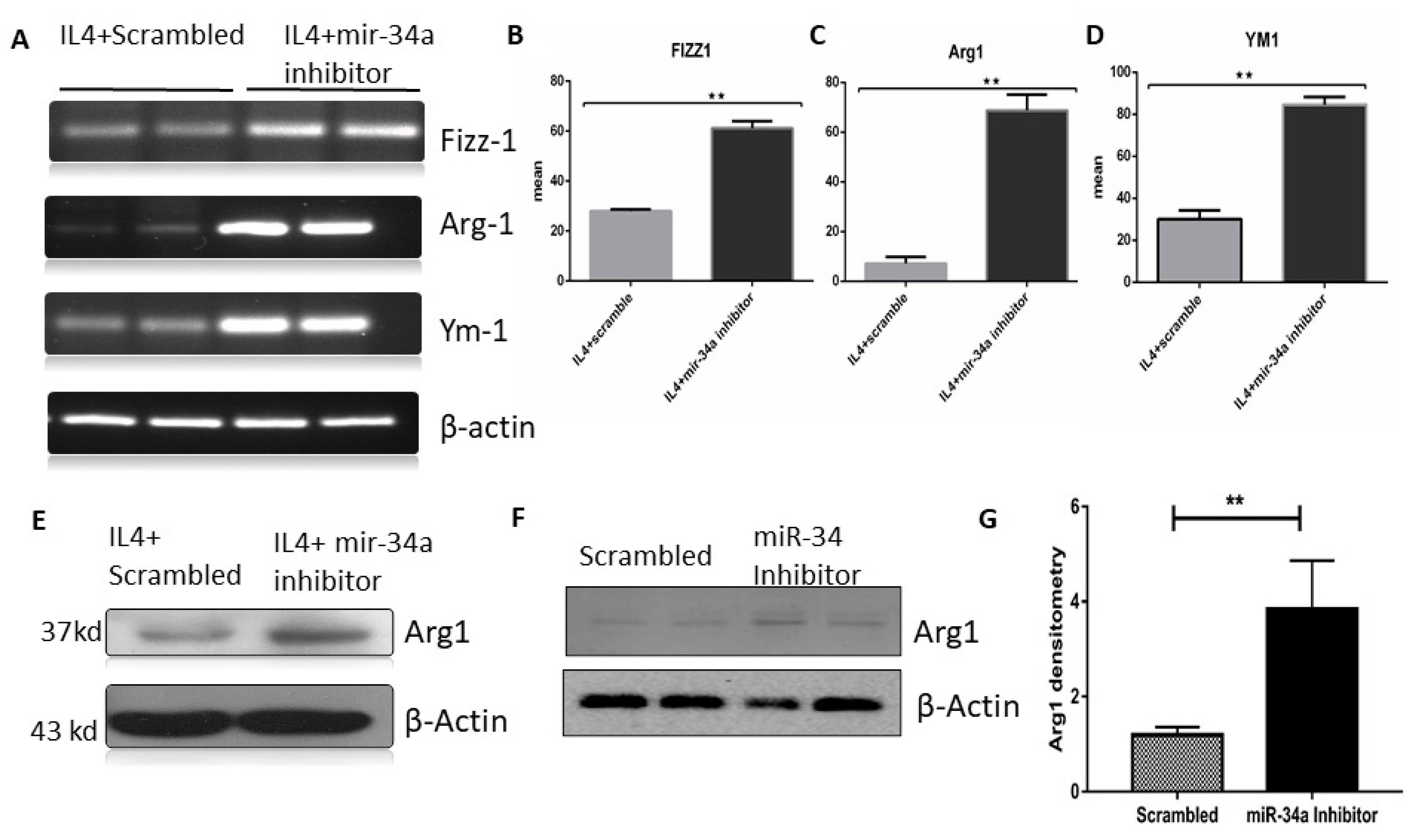 Genes 11 00966 g005 Genes 11 00966 g005