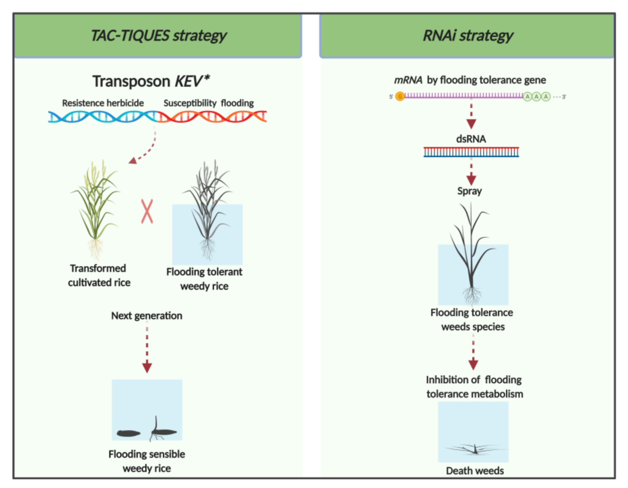 Genes 11 00975 g002 Genes 11 00975 g002