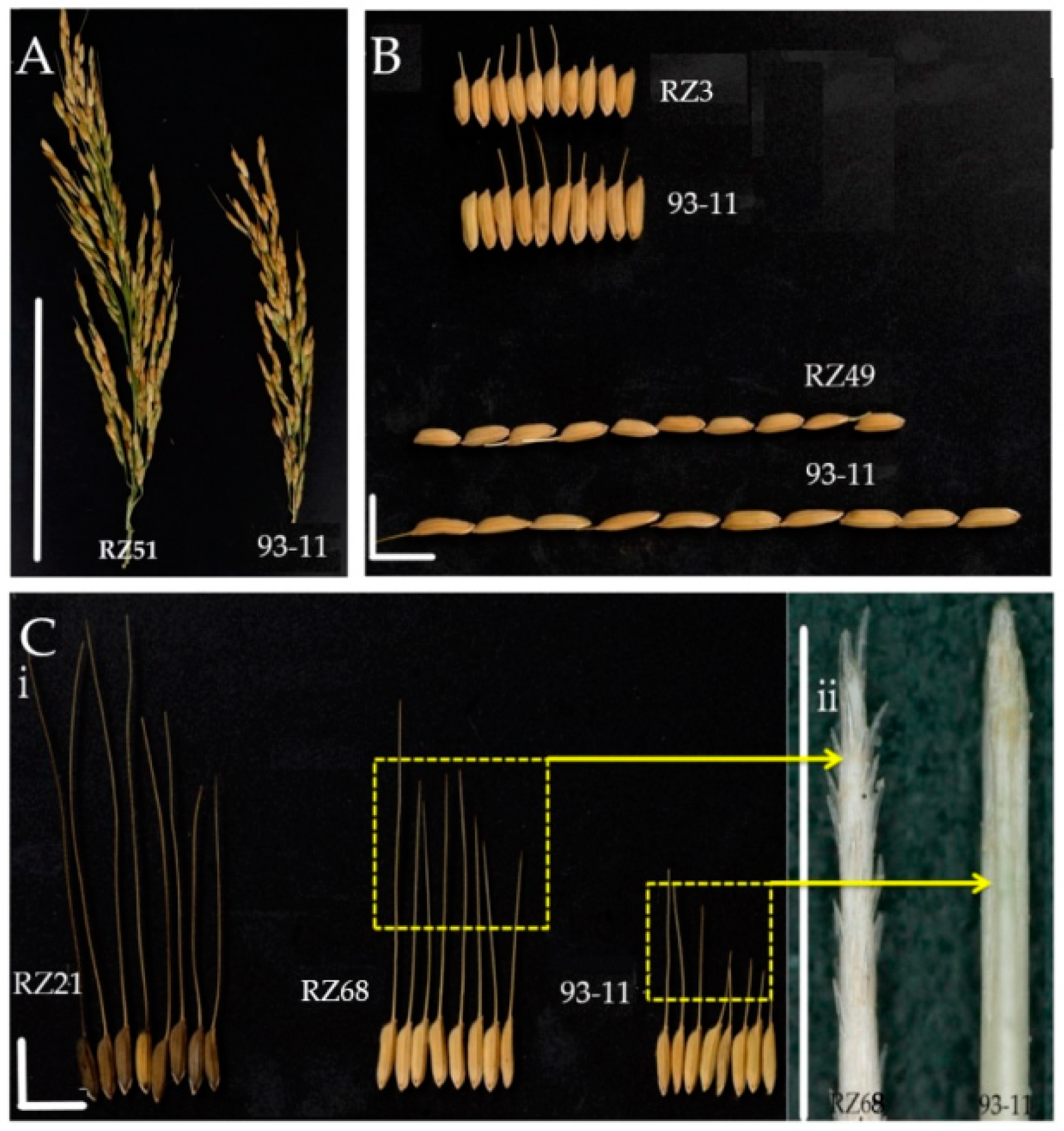 Genes 11 00980 g004 Genes 11 00980 g004