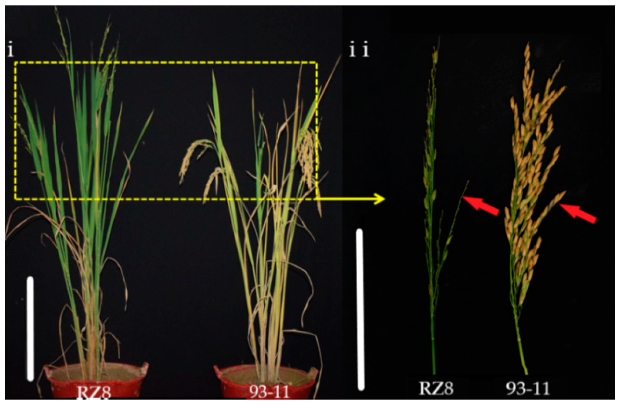 Genes 11 00980 g005 Genes 11 00980 g005