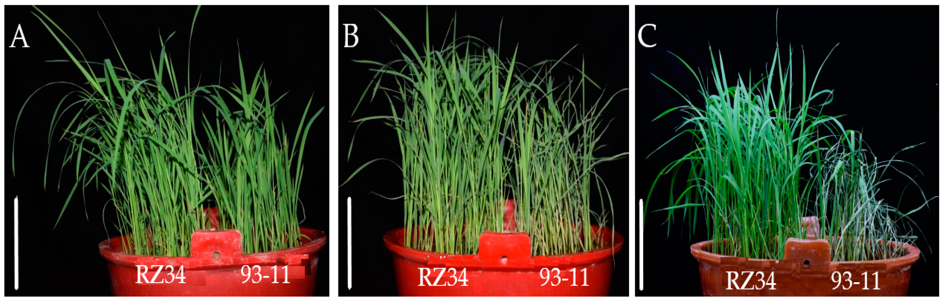 Genes 11 00980 g006 Genes 11 00980 g006