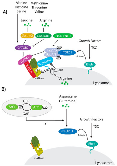 glutathione synthetase ags cell line Glutathione synthesis: A two-step pathway. Homeostasis of cellular