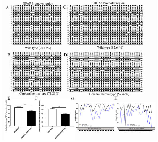 Deciphering the Forebrain Disorder in a Chicken Model of Cerebral Hernia